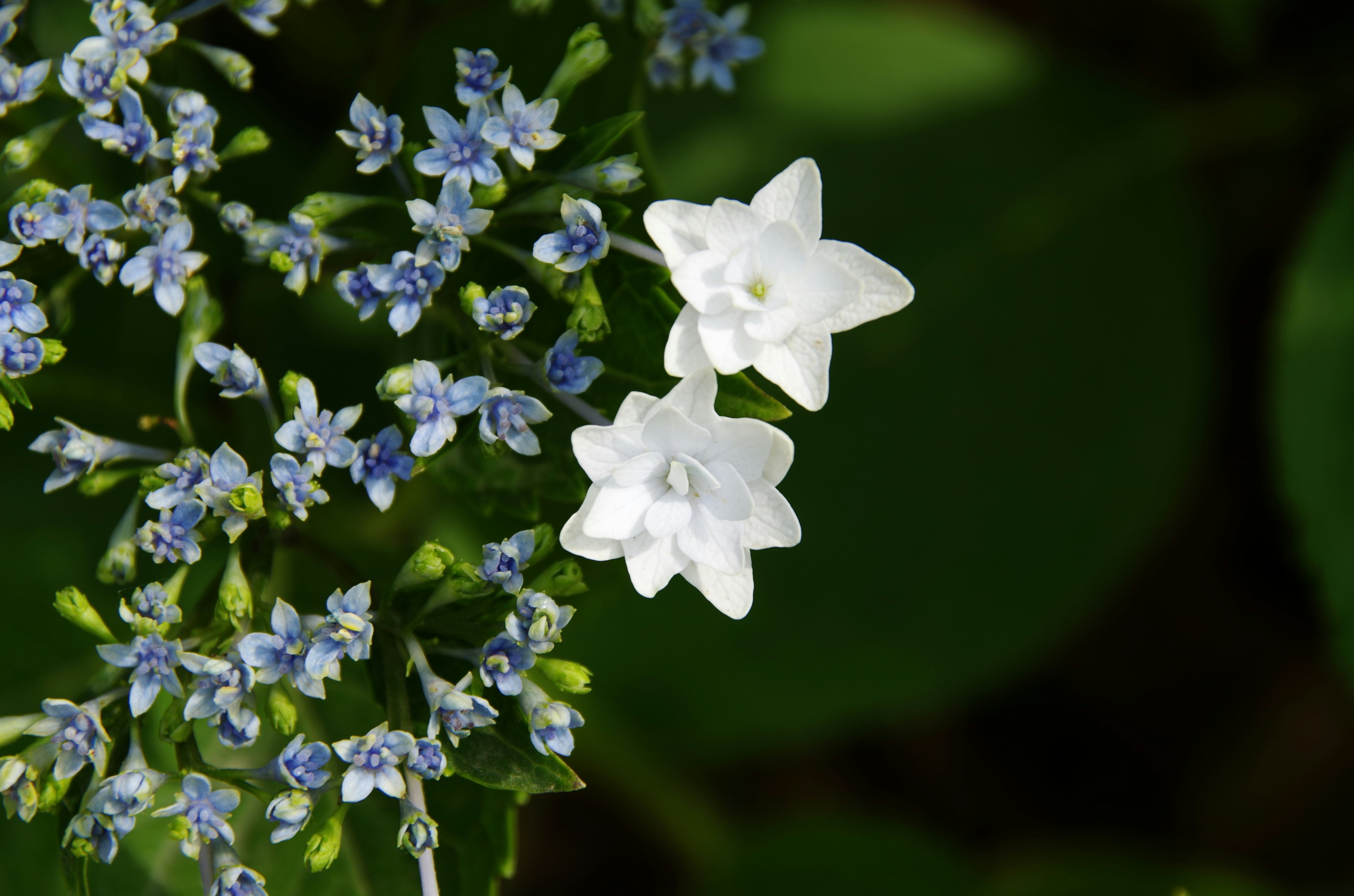 青い花と白い花が特徴的な植物のクローズアップ