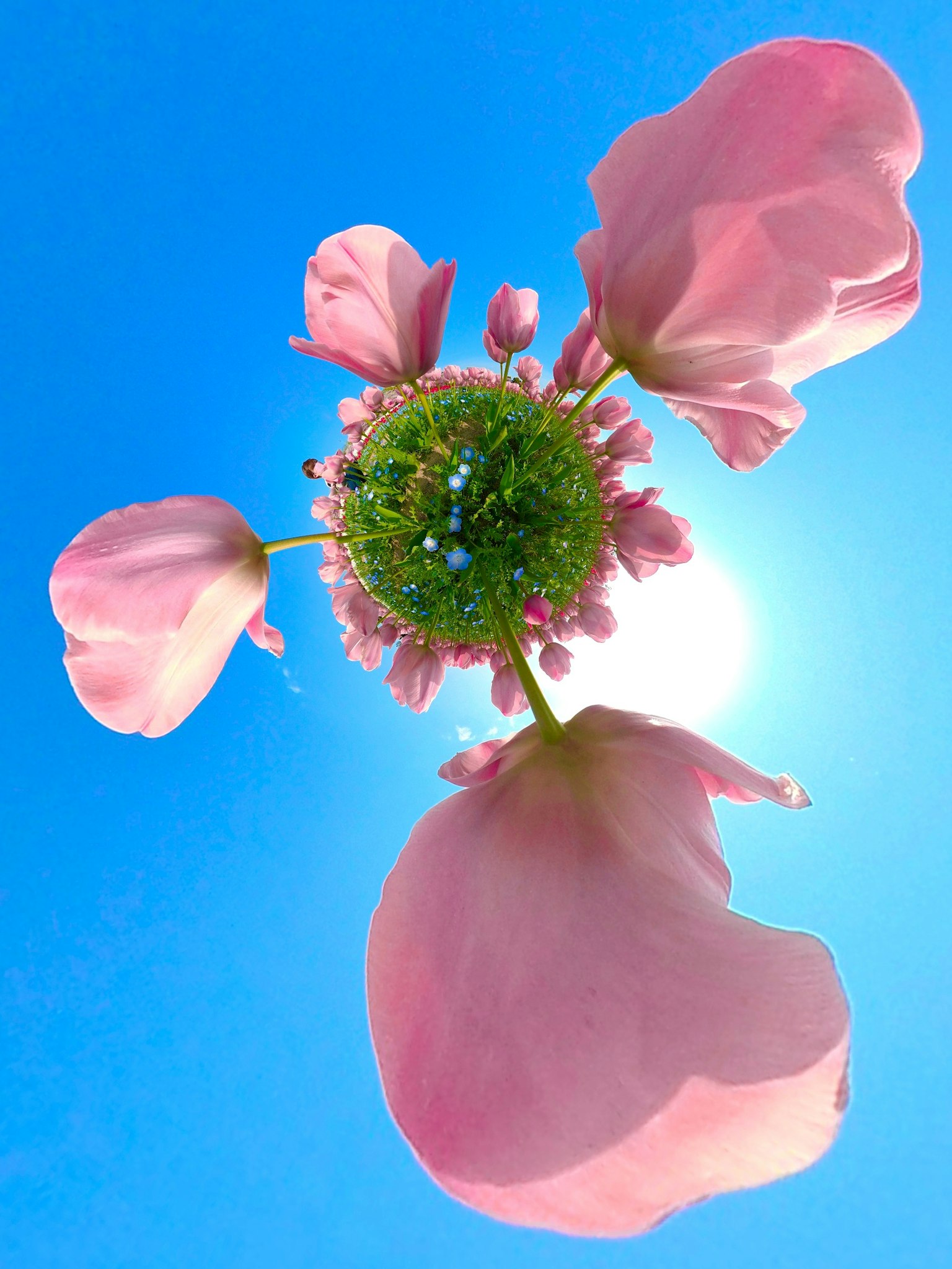 Close-up bunga pink dengan latar belakang langit biru