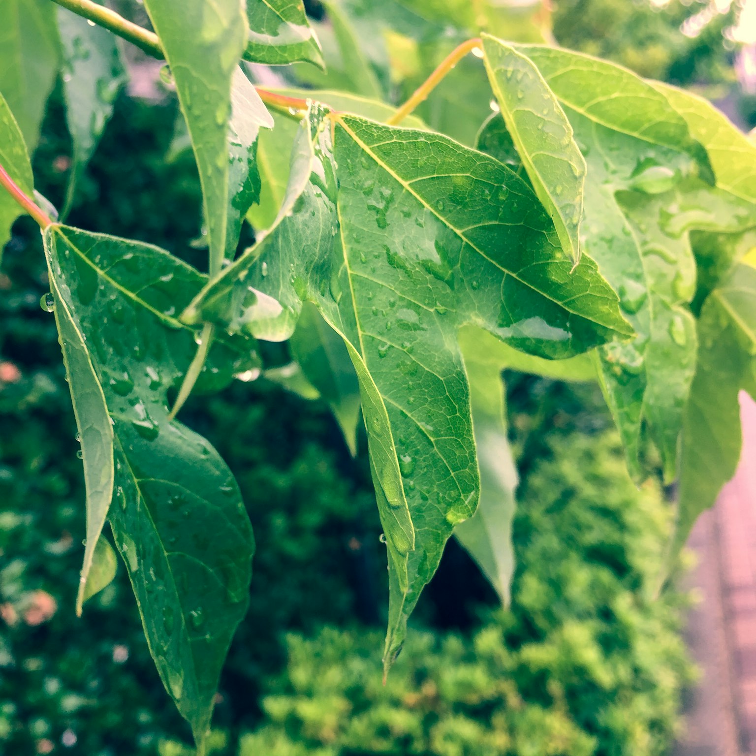 Vibrant green leaves glistening with raindrops