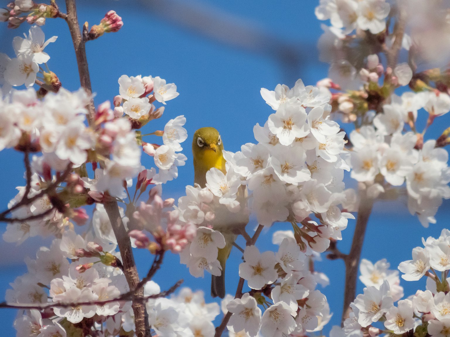 A small yellow bird among cherry blossoms against a blue sky showcasing a beautiful spring scene