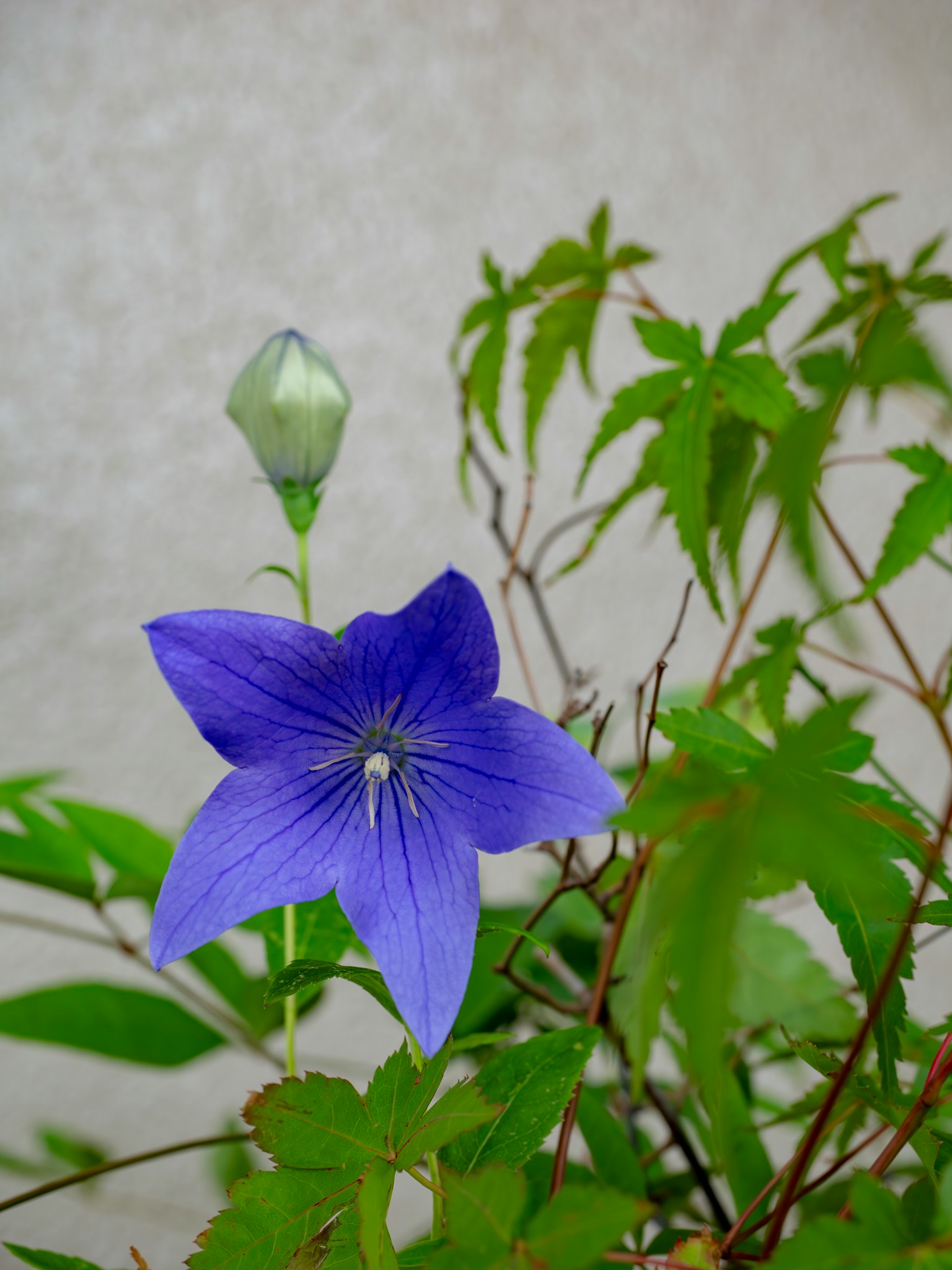 Fleur bleue avec des feuilles vertes et un bouton à proximité