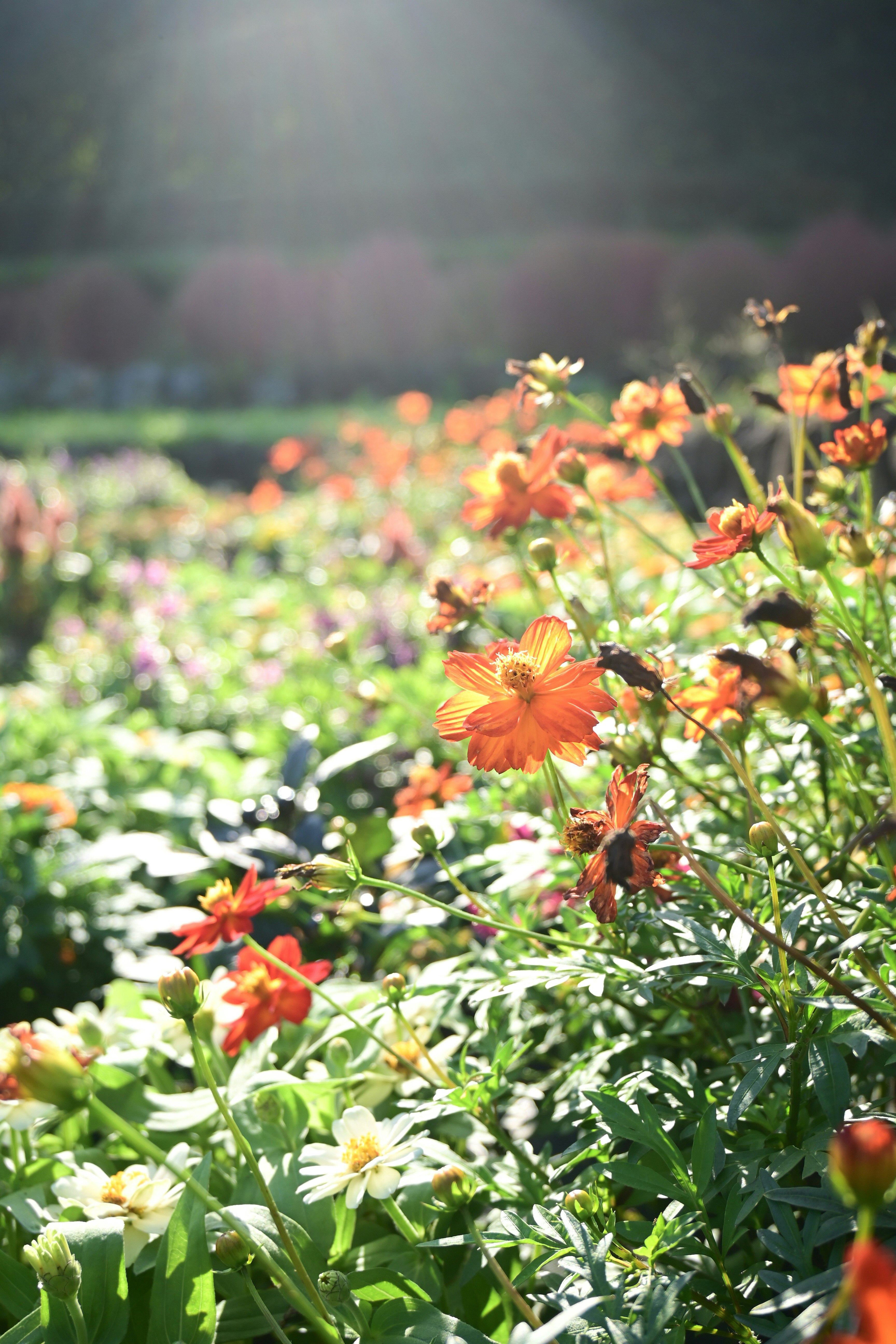 光の中で咲くキバナコスモスの花畑