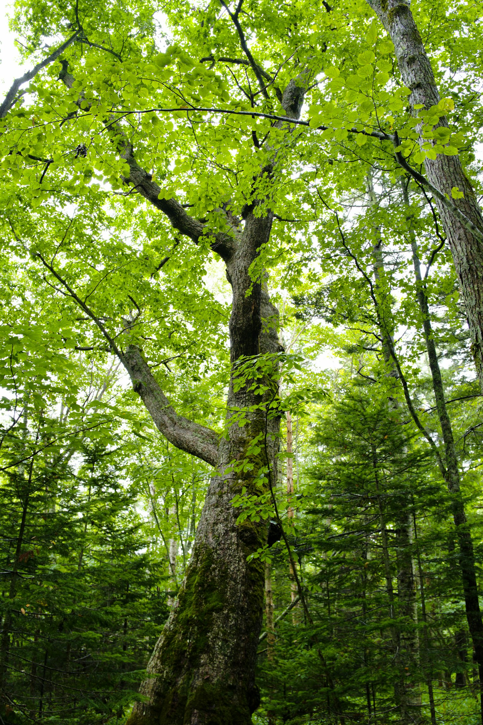 Hoher Baum mit üppigen grünen Blättern in einem lebhaften Wald