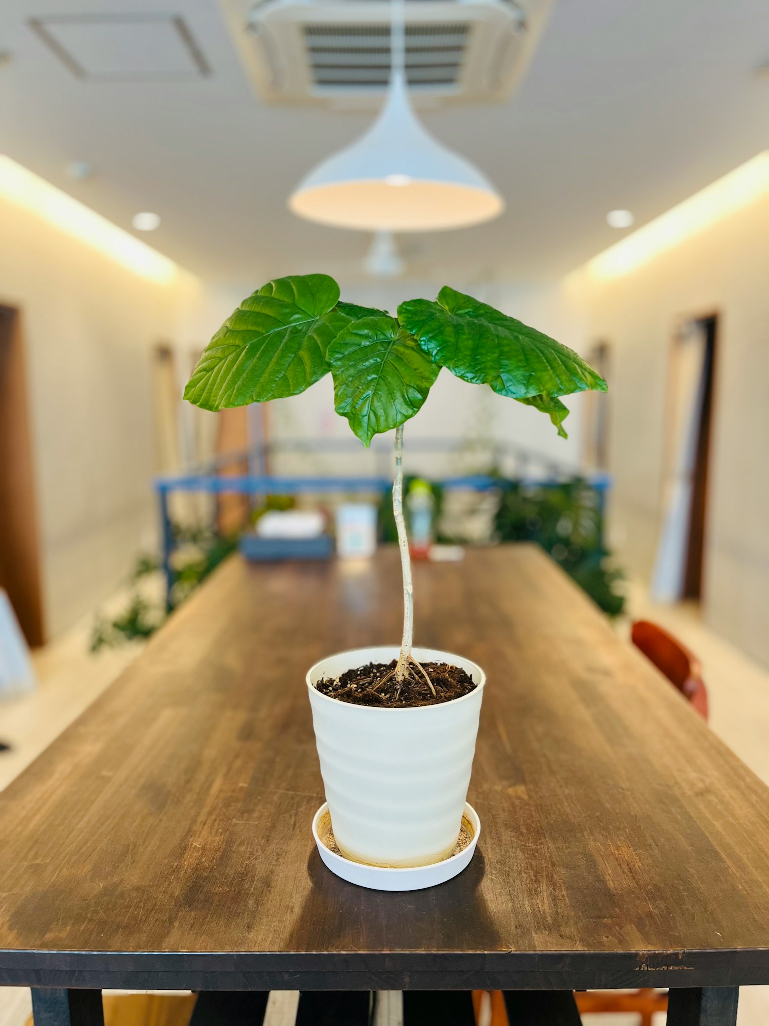 A potted plant with green leaves placed on a wooden table