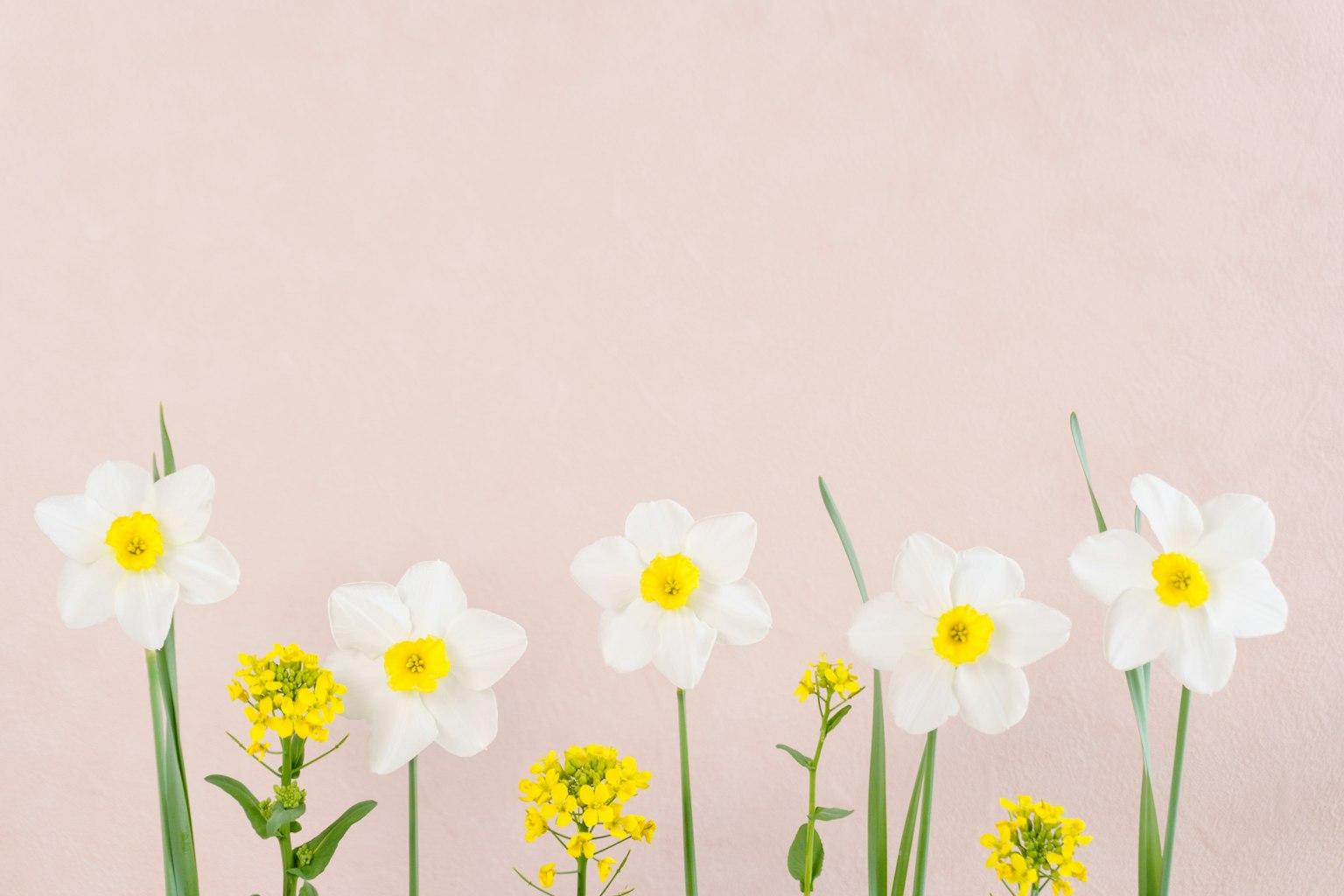 Immagine di narcisi bianchi e fiori gialli allineati