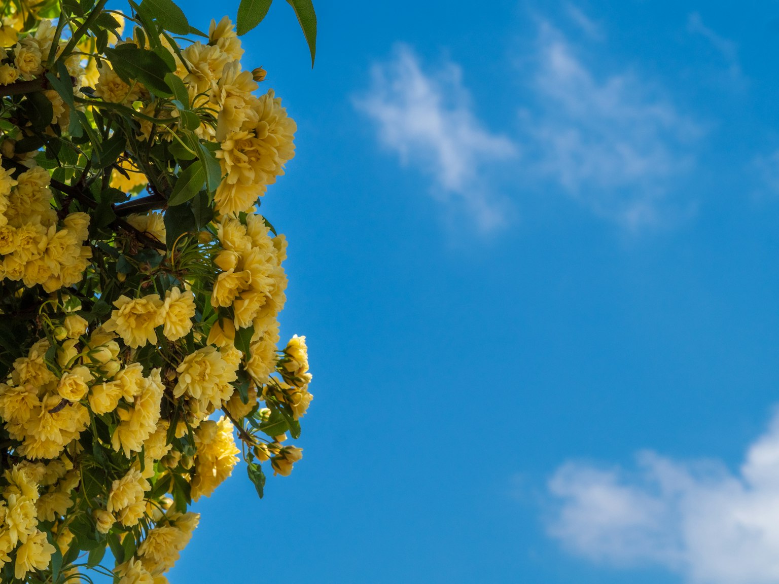 Nahaufnahme von gelben Blumen vor blauem Himmel