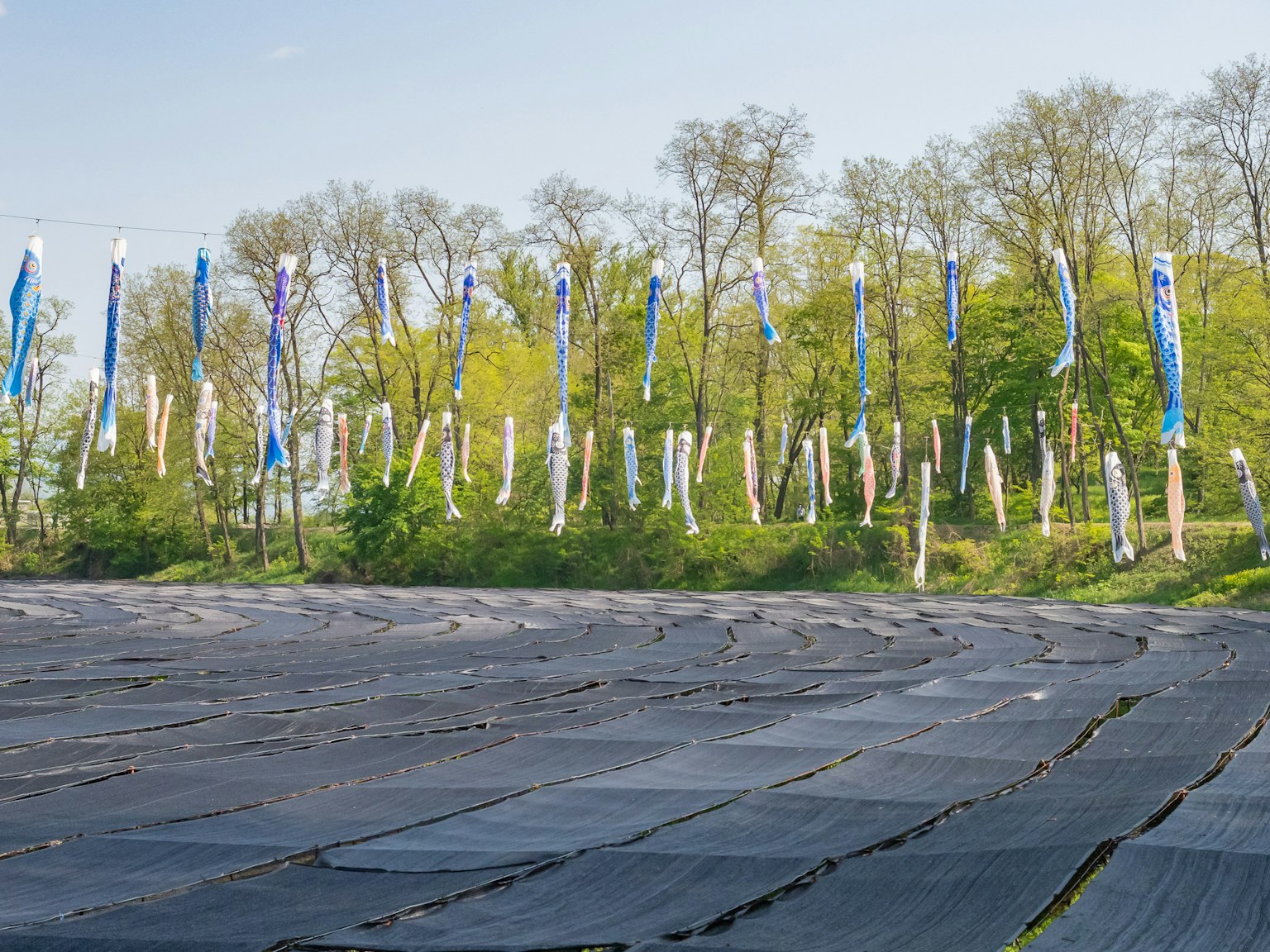 Blaue Bänder wehen vor einem Hintergrund aus grünen Bäumen