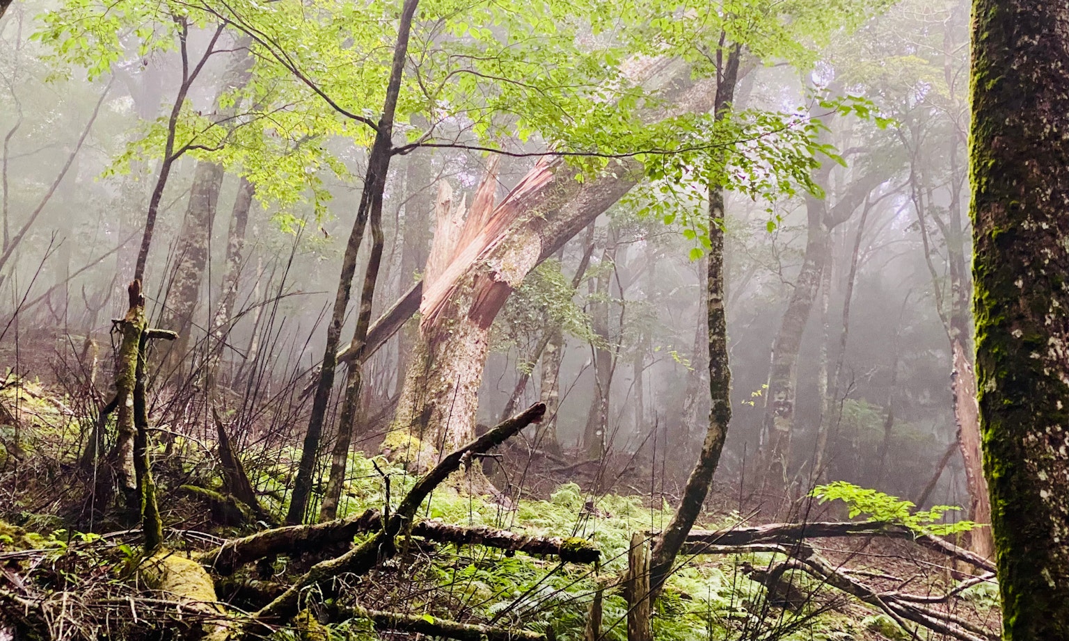Paesaggio forestale con alberi verdi e tronchi caduti nella nebbia