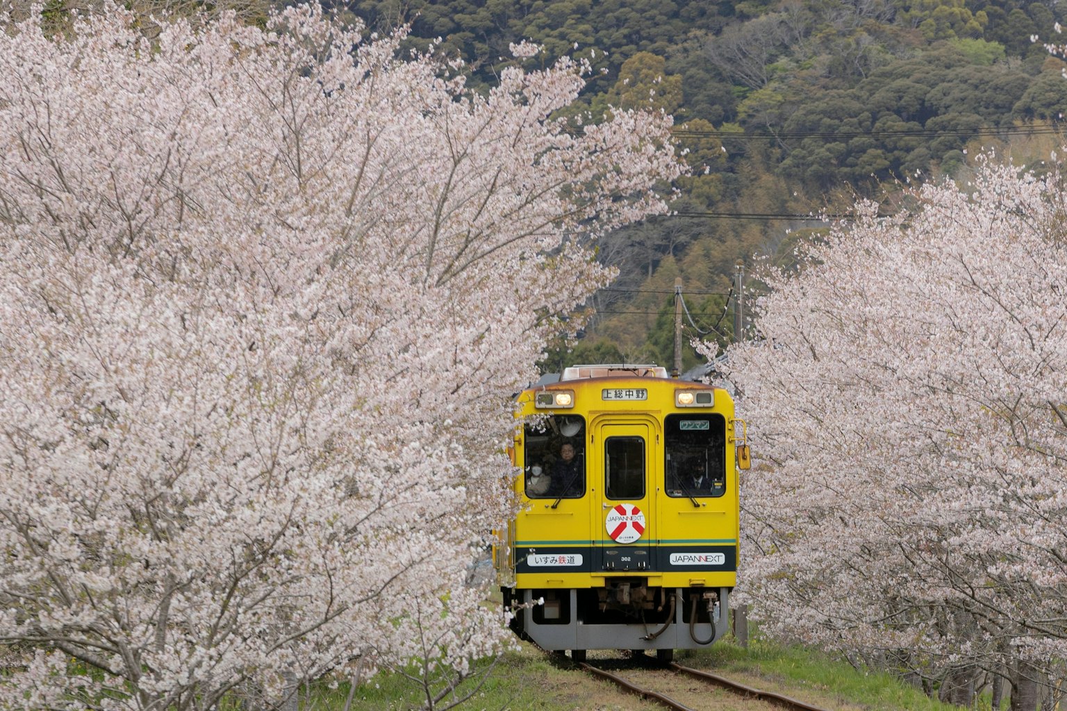 รถไฟสีเหลืองวิ่งไปตามรางที่ล้อมรอบด้วยต้นซากุระ