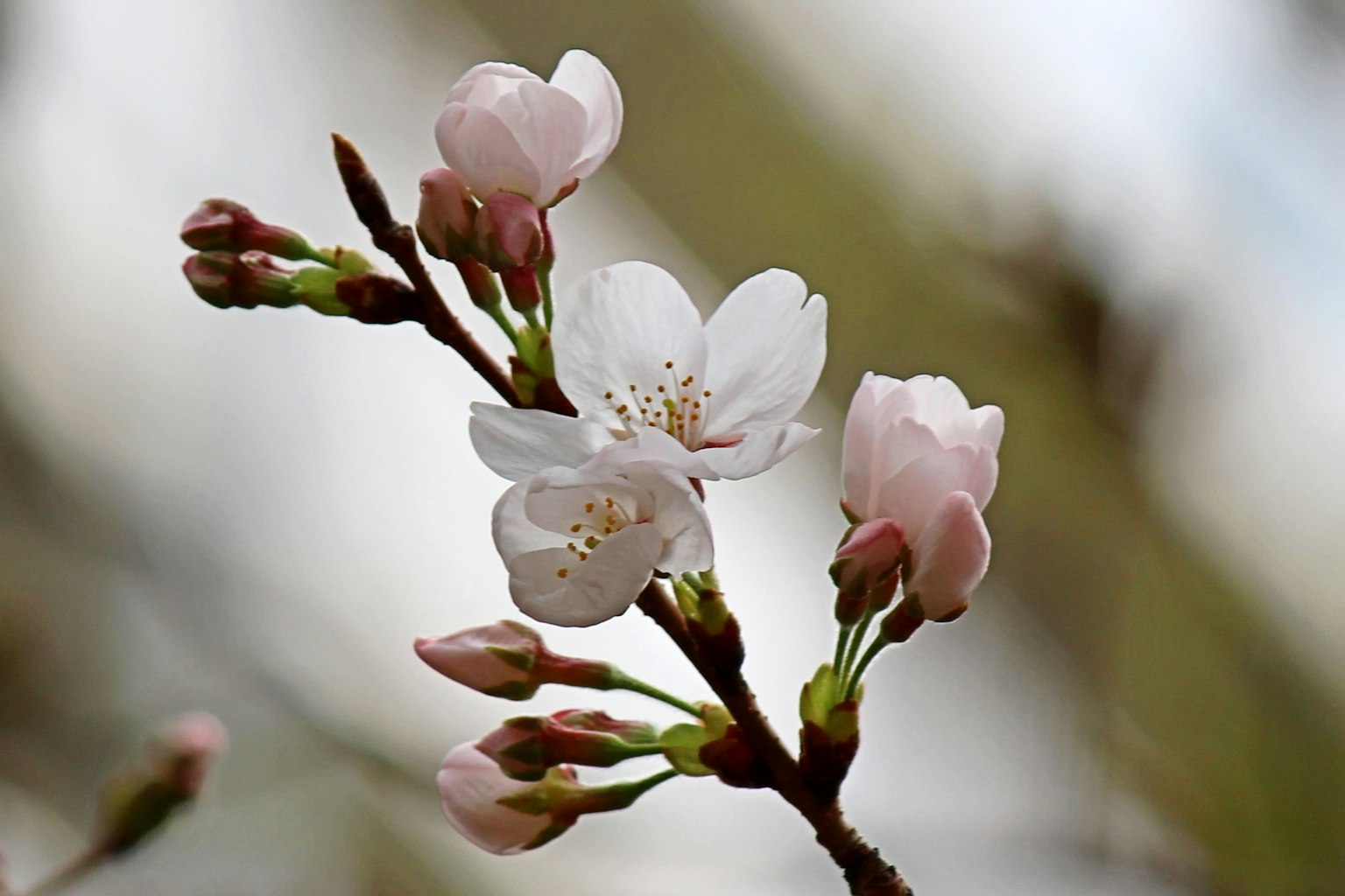 Gros plan de fleurs de cerisier sur une branche