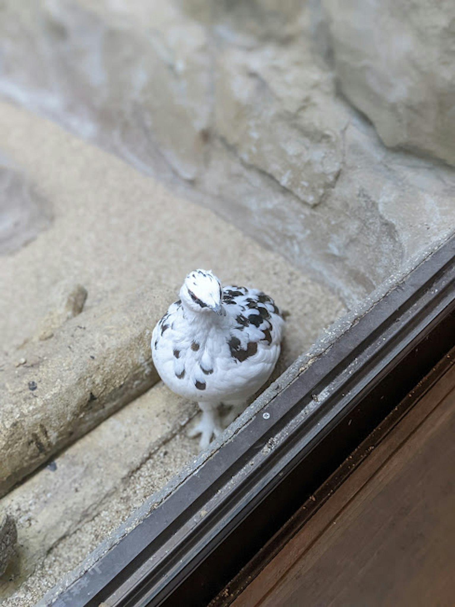 Ein kleiner Vogel mit weißen und schwarzen Flecken steht vor einer Glasscheibe