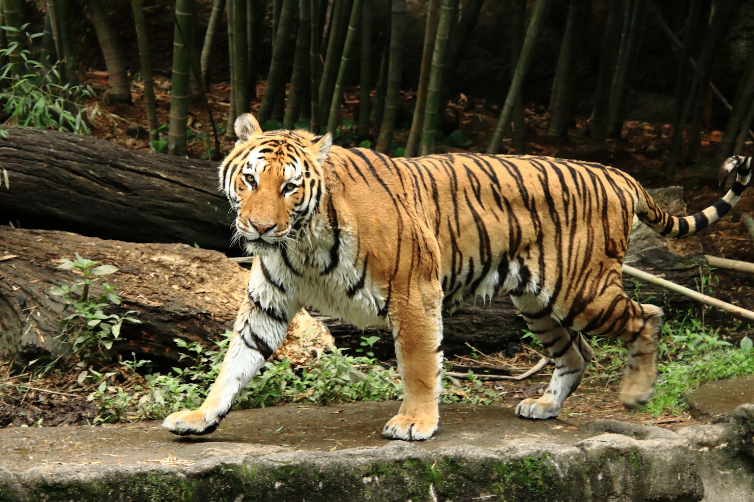 Un tigre orange rayé marchant avec de la verdure en arrière-plan
