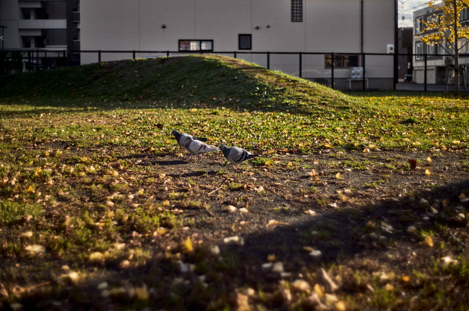 Two pigeons on a grassy area with fallen leaves in a park