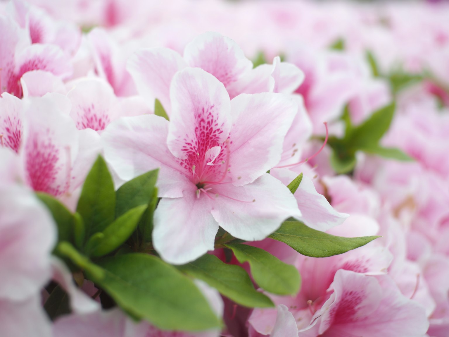 Primo piano di fiori di azalea con petali rosa chiaro e foglie verdi