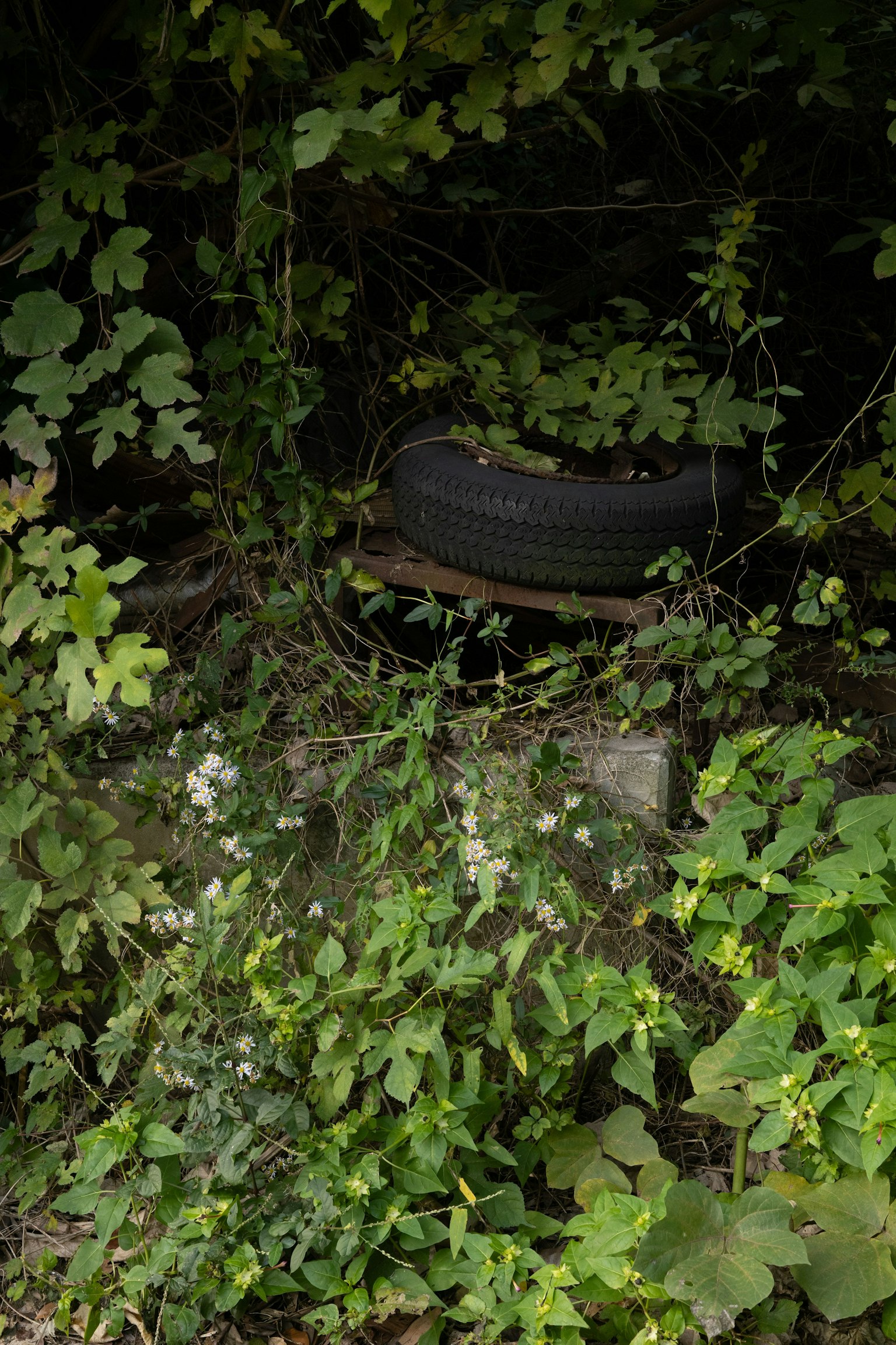 An old tire covered in green leaves and vines
