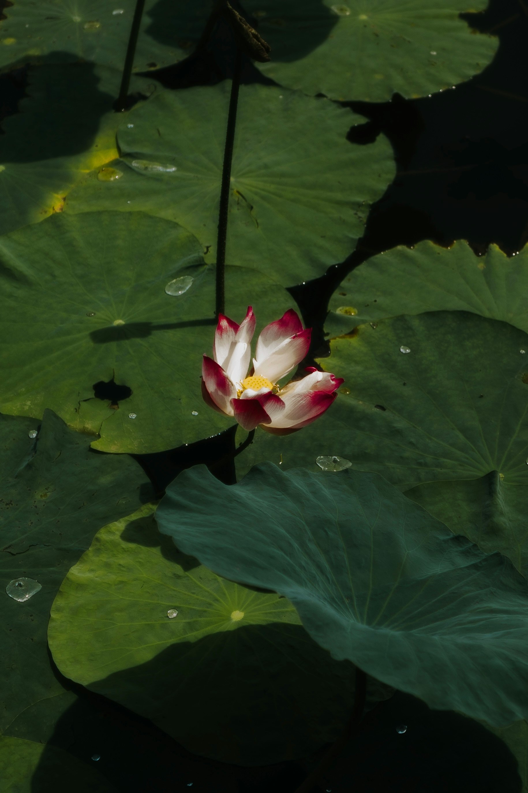 睡蓮の花と水面に浮かぶ葉のある池の風景
