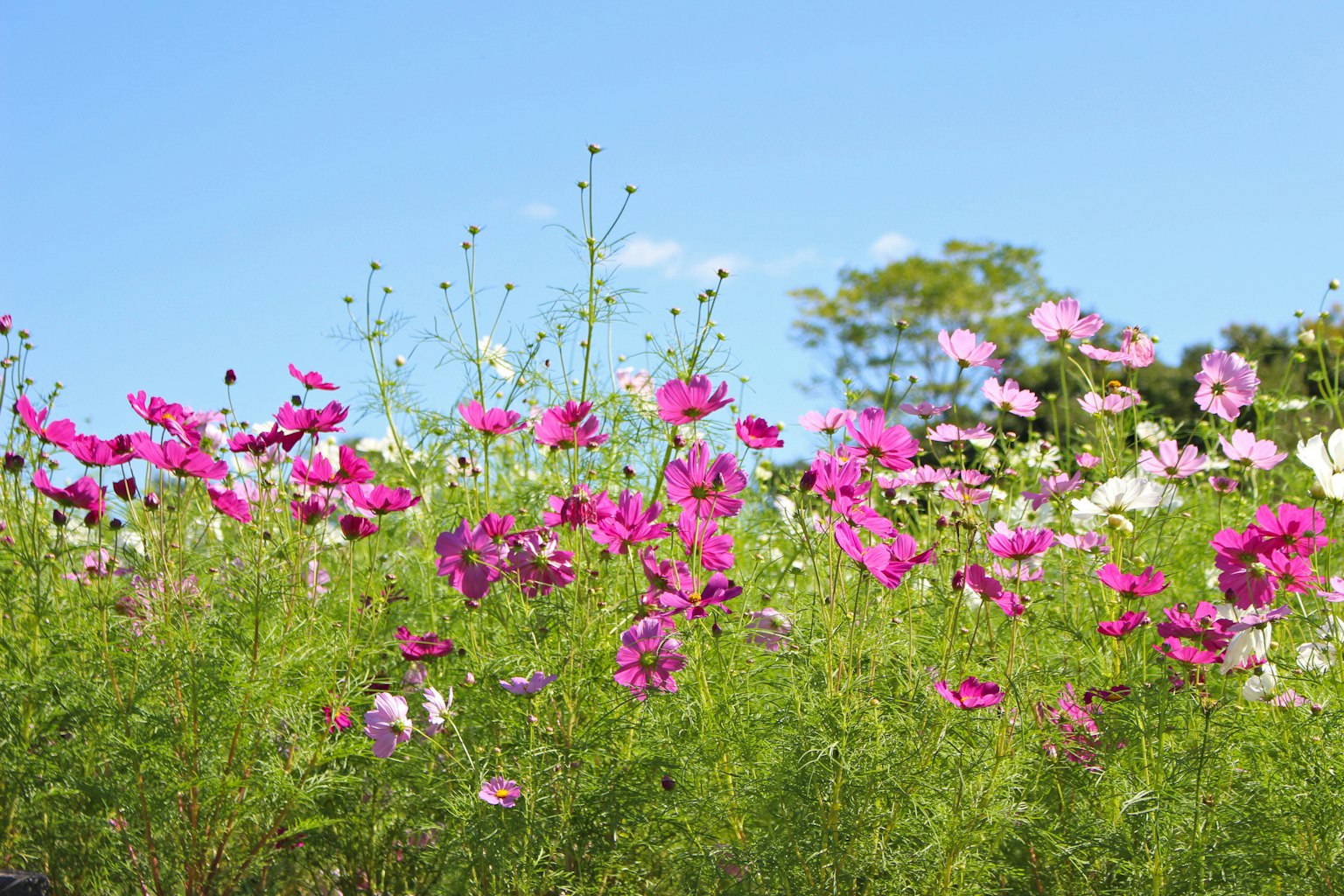 Flores de cosmos coloridas floreciendo bajo un cielo azul