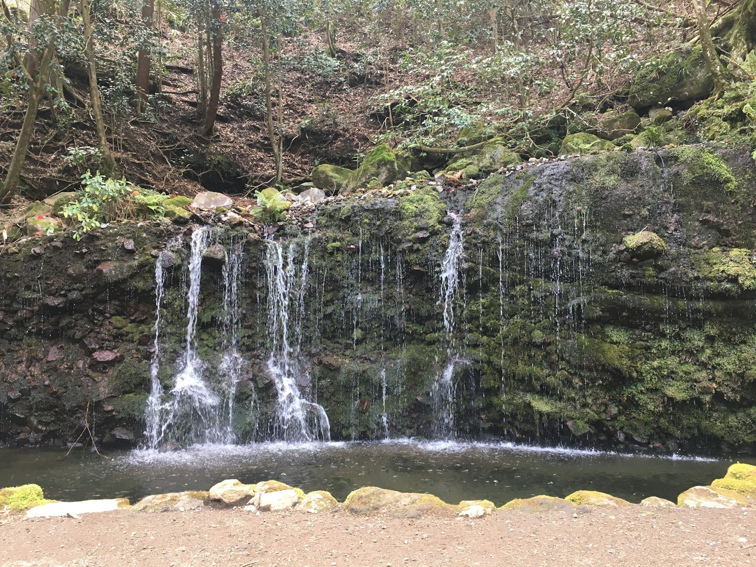 Une petite cascade dans une forêt verdoyante