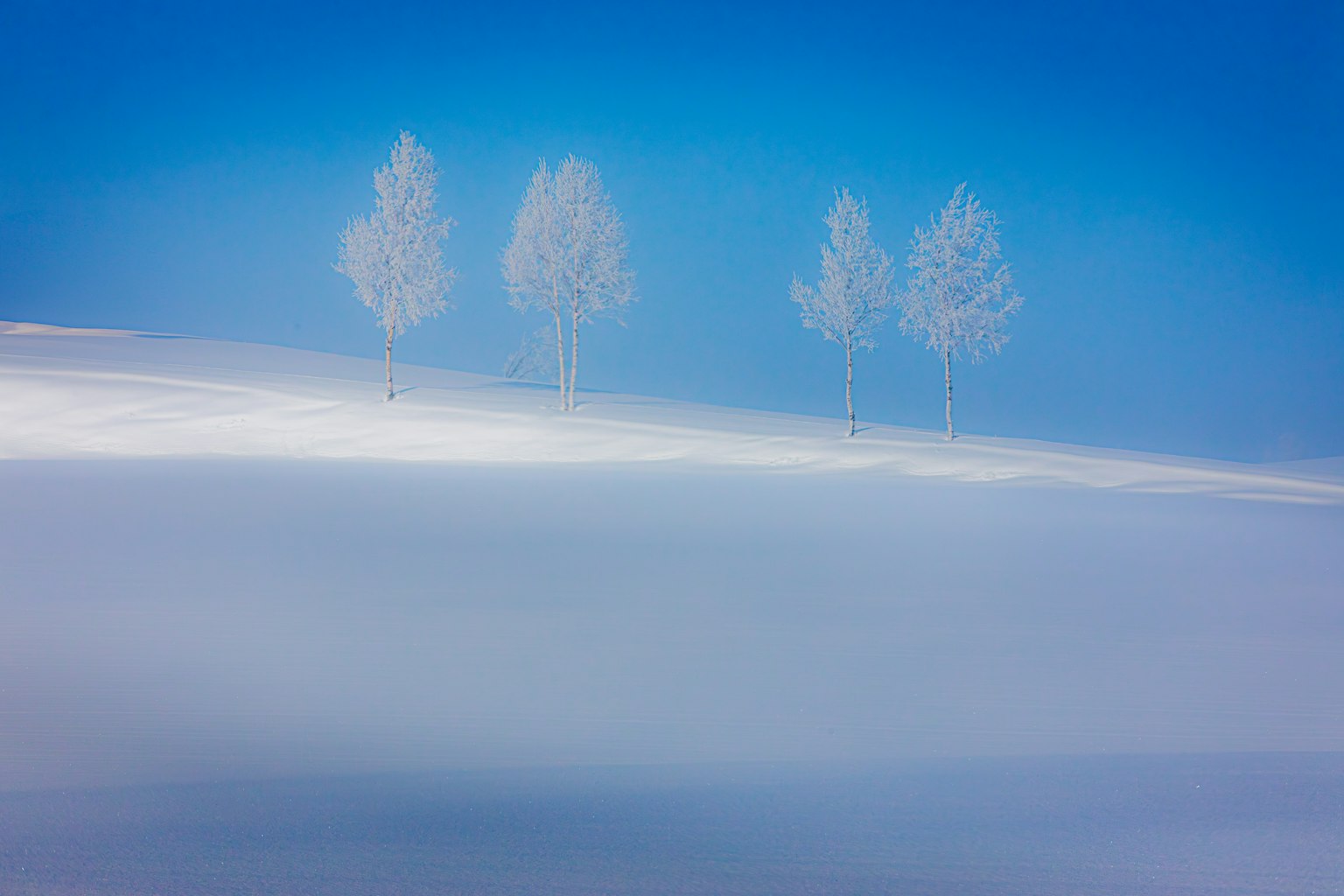 白色樹木在雪地景觀下的藍天