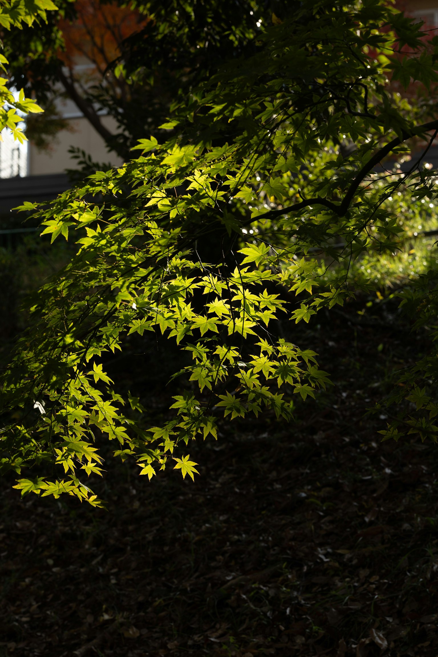 Primo piano di rami d'albero con foglie verdi vibranti illuminate dalla luce del sole