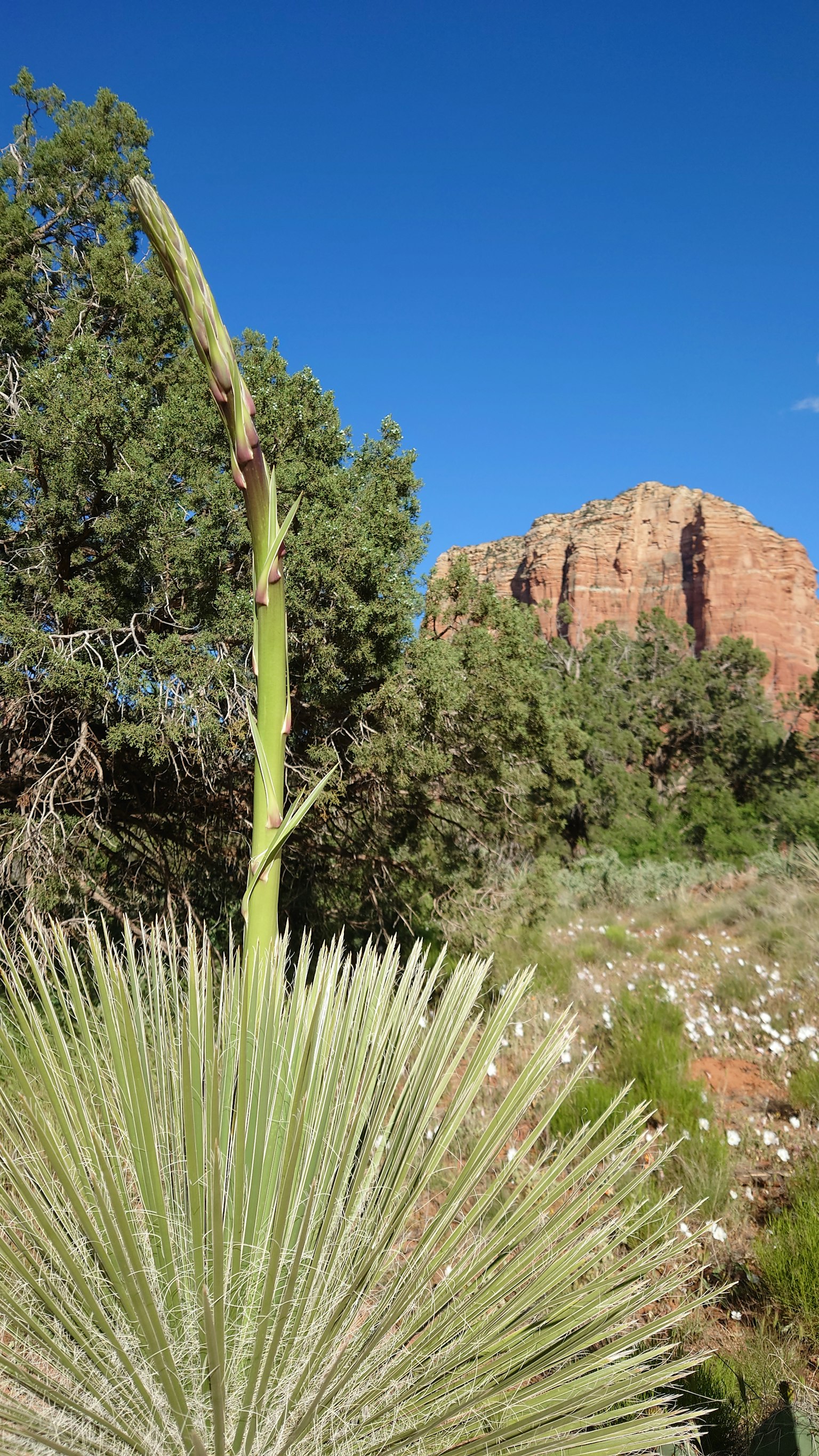 Tallo de flor de yuca que se eleva en un paisaje con rocas rojas y árboles verdes bajo un cielo azul