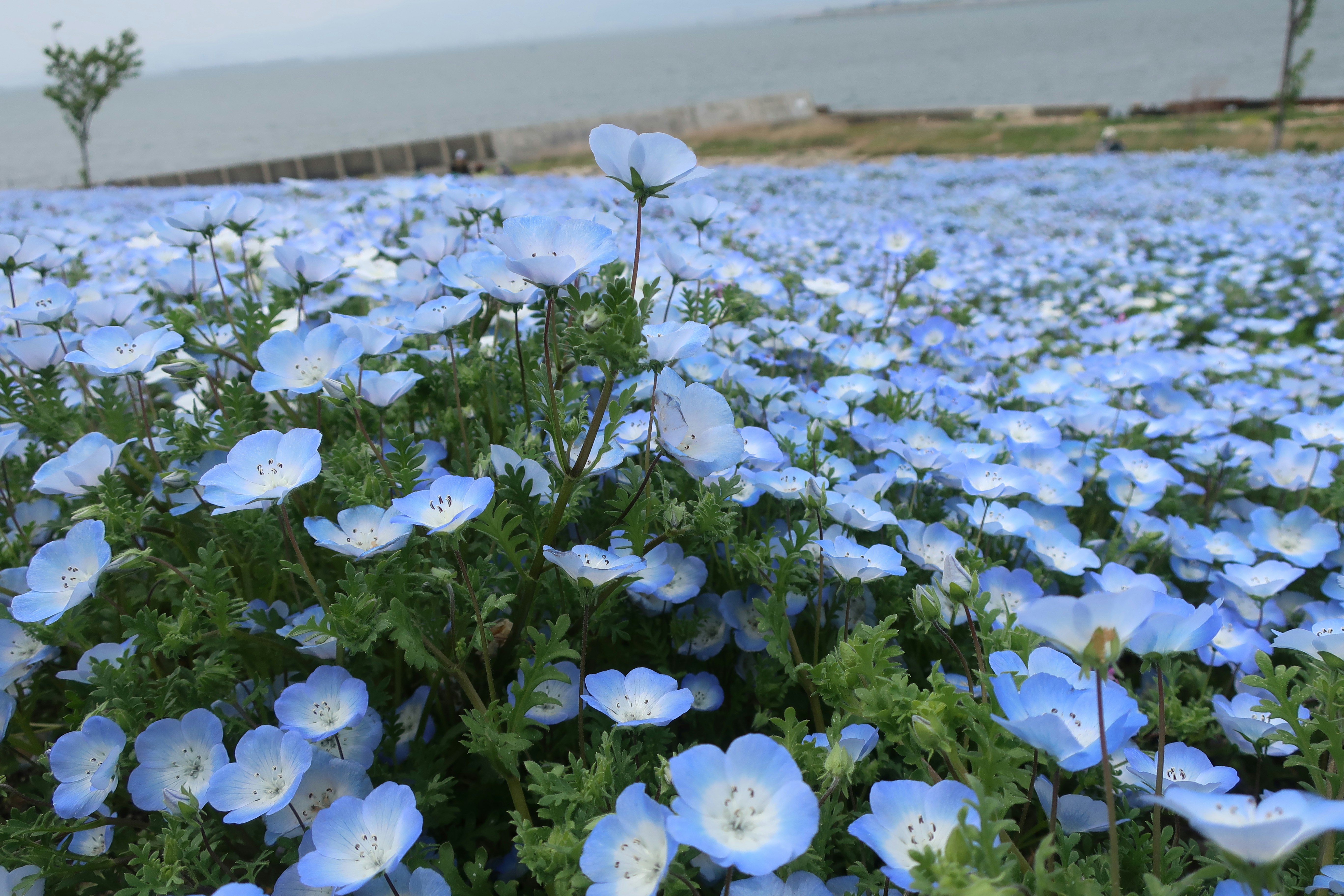 Hamparan bunga nemophila biru bermekaran di Maishima, Osaka
