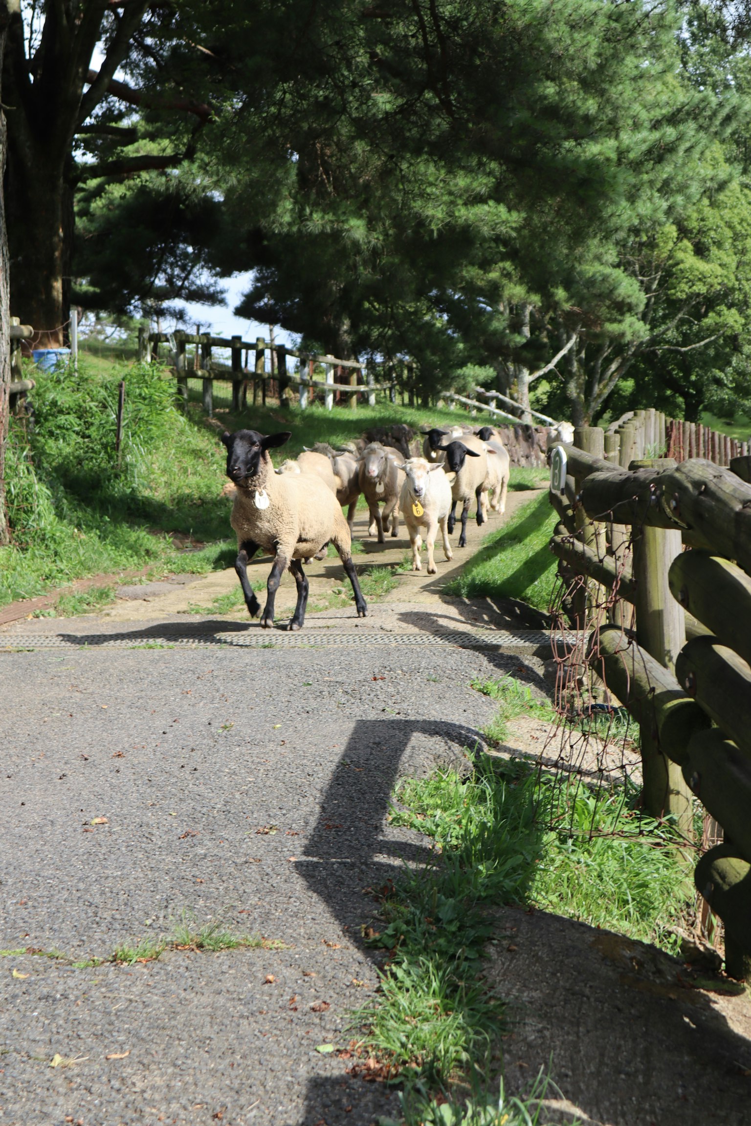 Sheep walking along a path with a green background and wooden fence