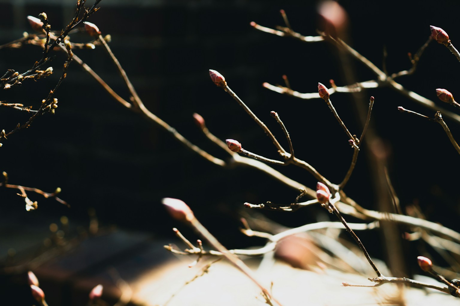 어두운 배경에 있는 가지에 싹이 돋아나는 이미지
