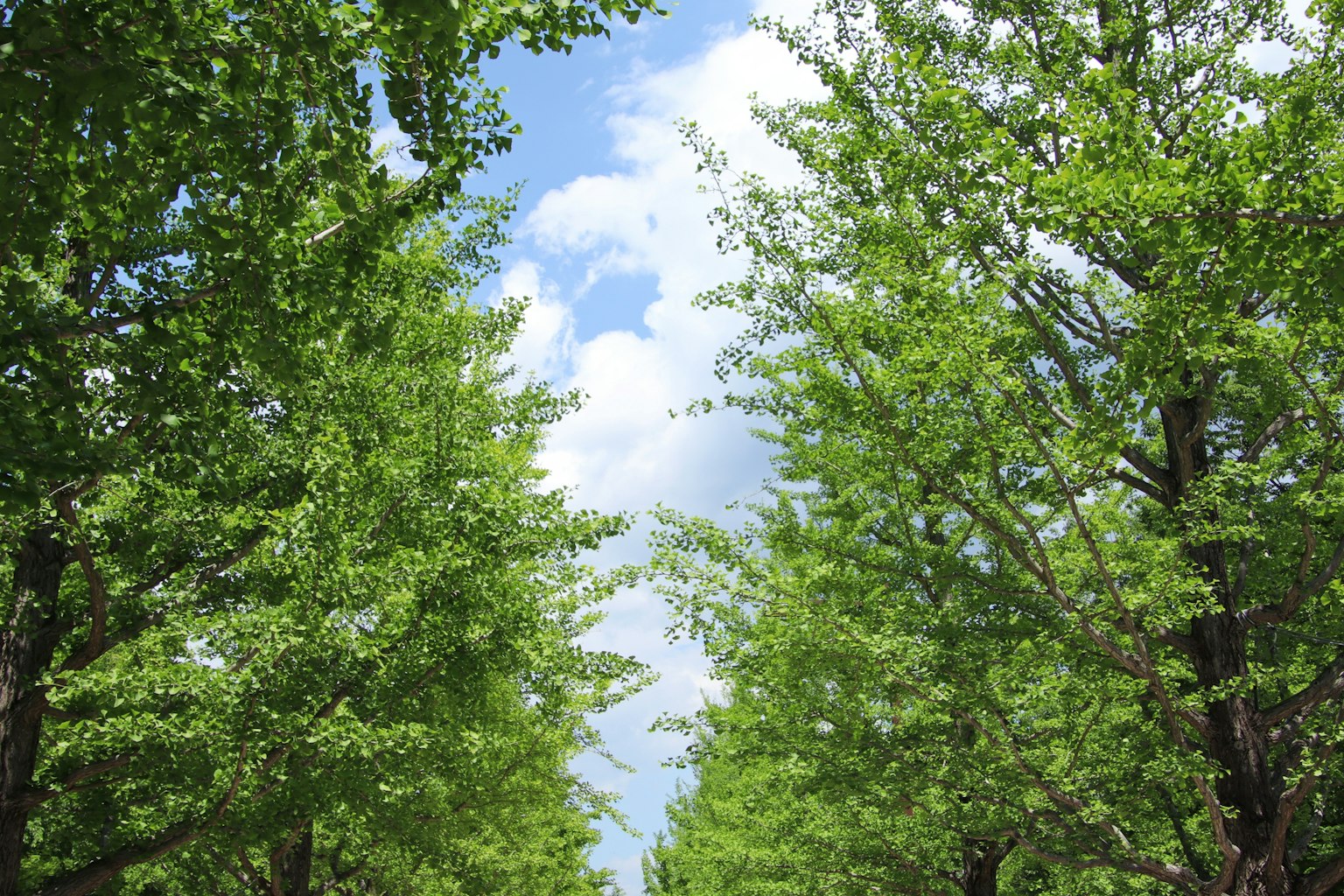Chemin entouré d'arbres verts sous un ciel bleu