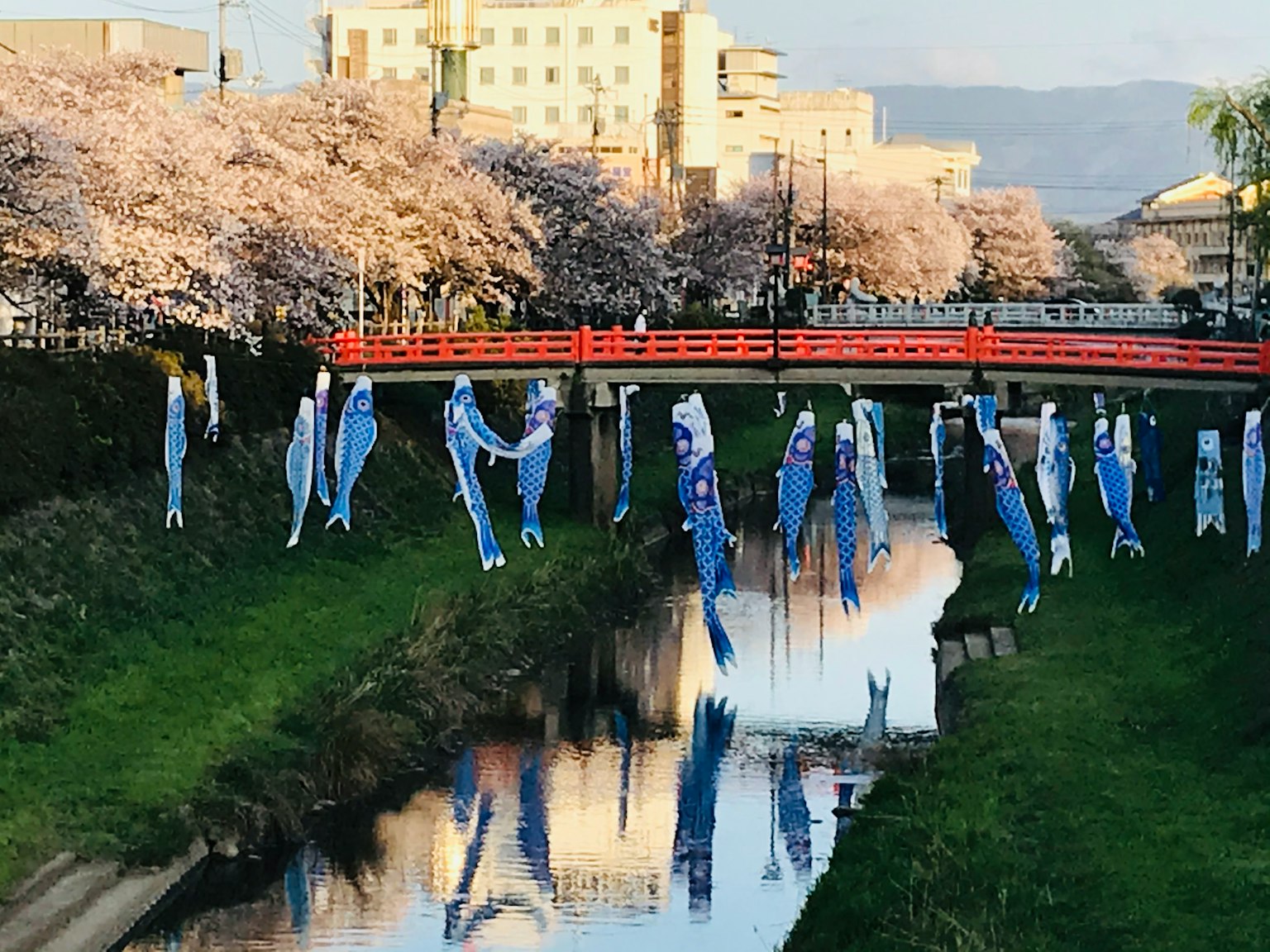 Koinobori tergantung di sepanjang sungai dengan pohon sakura dan jembatan merah