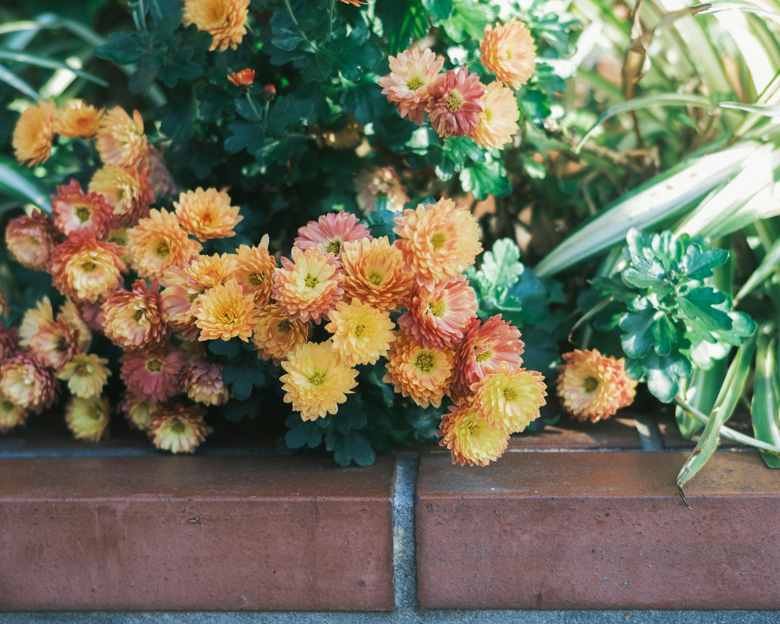 Yellow and orange flowers blooming among green plants and a brick wall