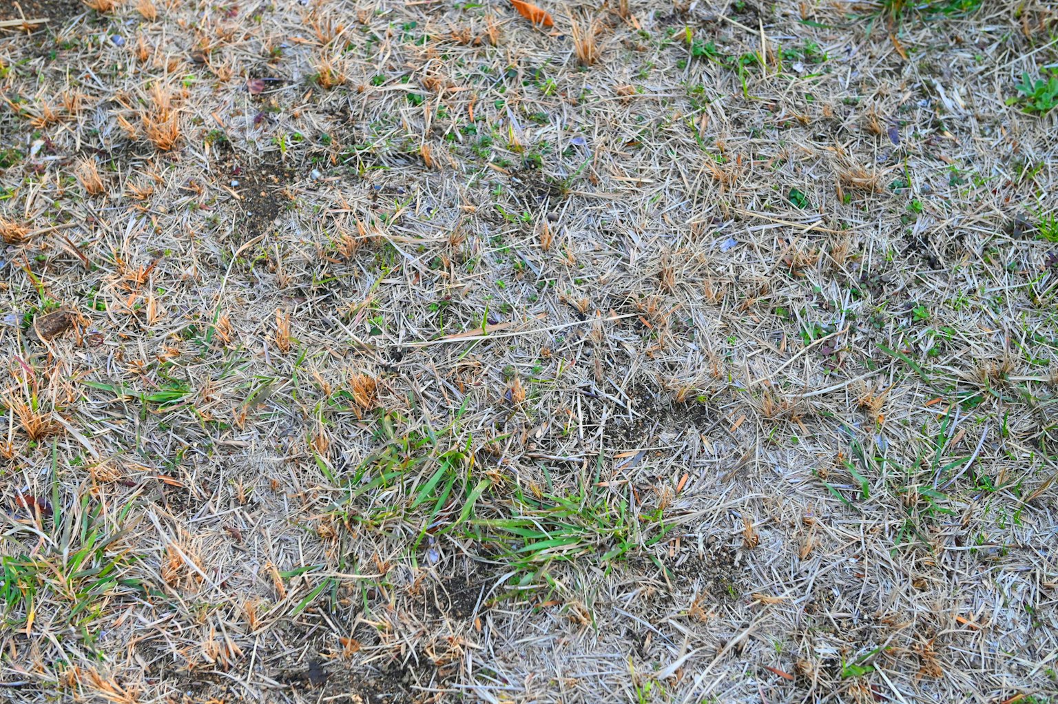 Primer plano de hierba seca con parches de hierba verde en el suelo