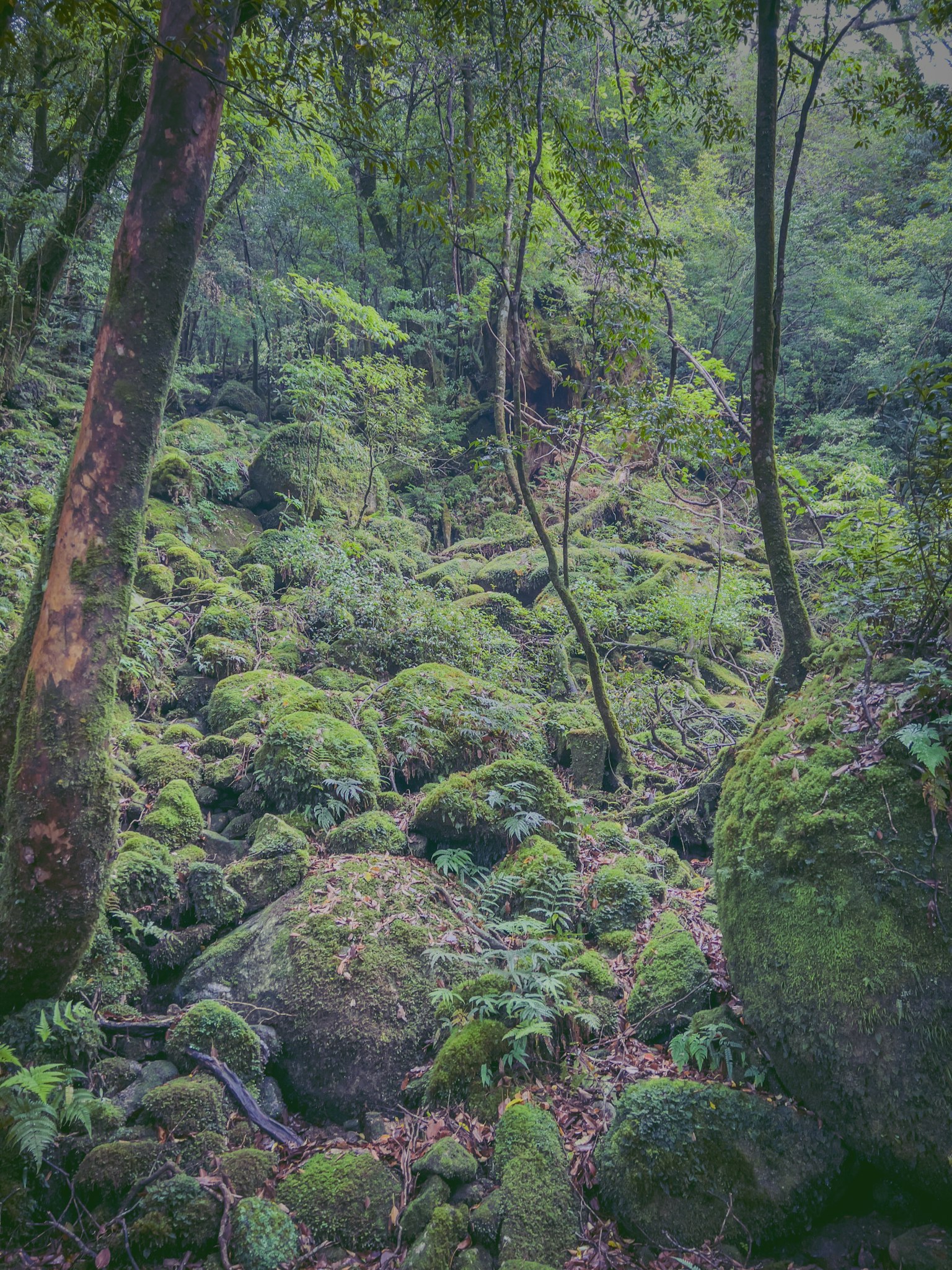 覆蓋苔蘚的岩石和樹木的森林場景