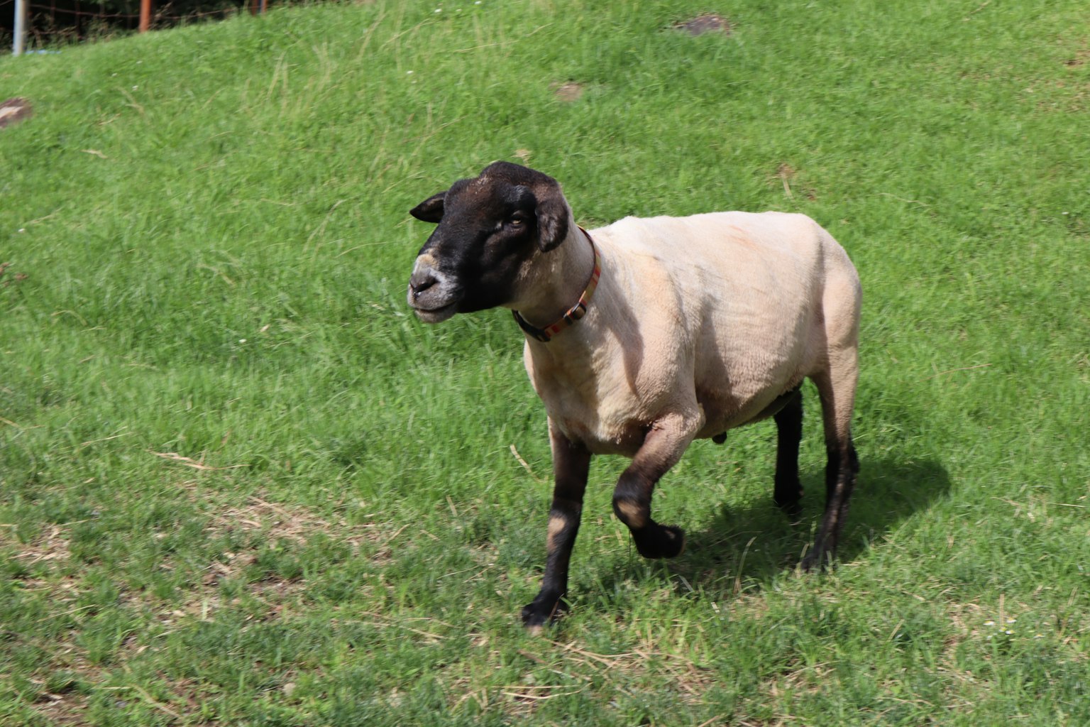 Ein Schaf mit schwarzem Kopf, das auf grünem Gras läuft
