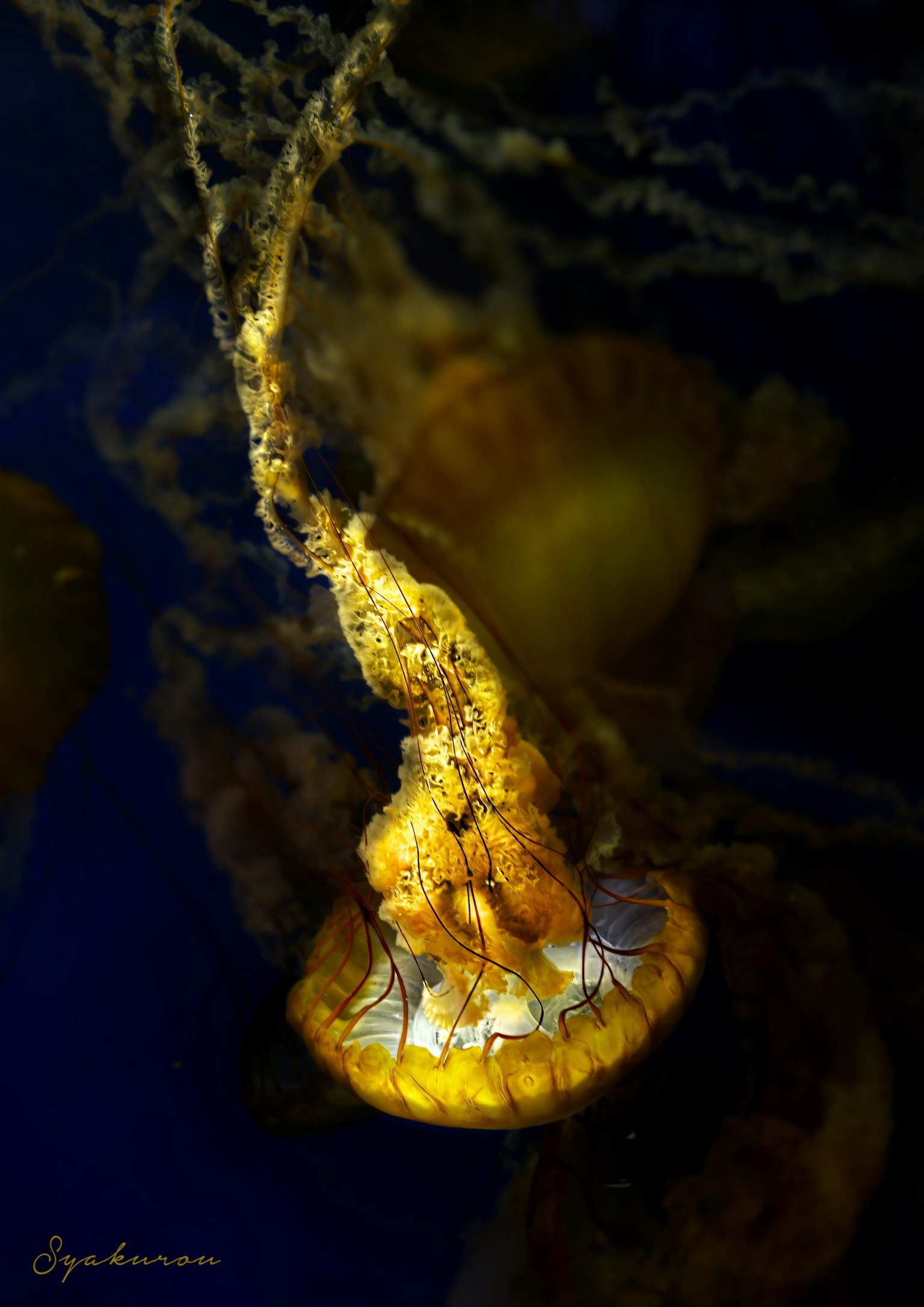 Una bella immagine di una medusa gialla che fluttua su uno sfondo blu