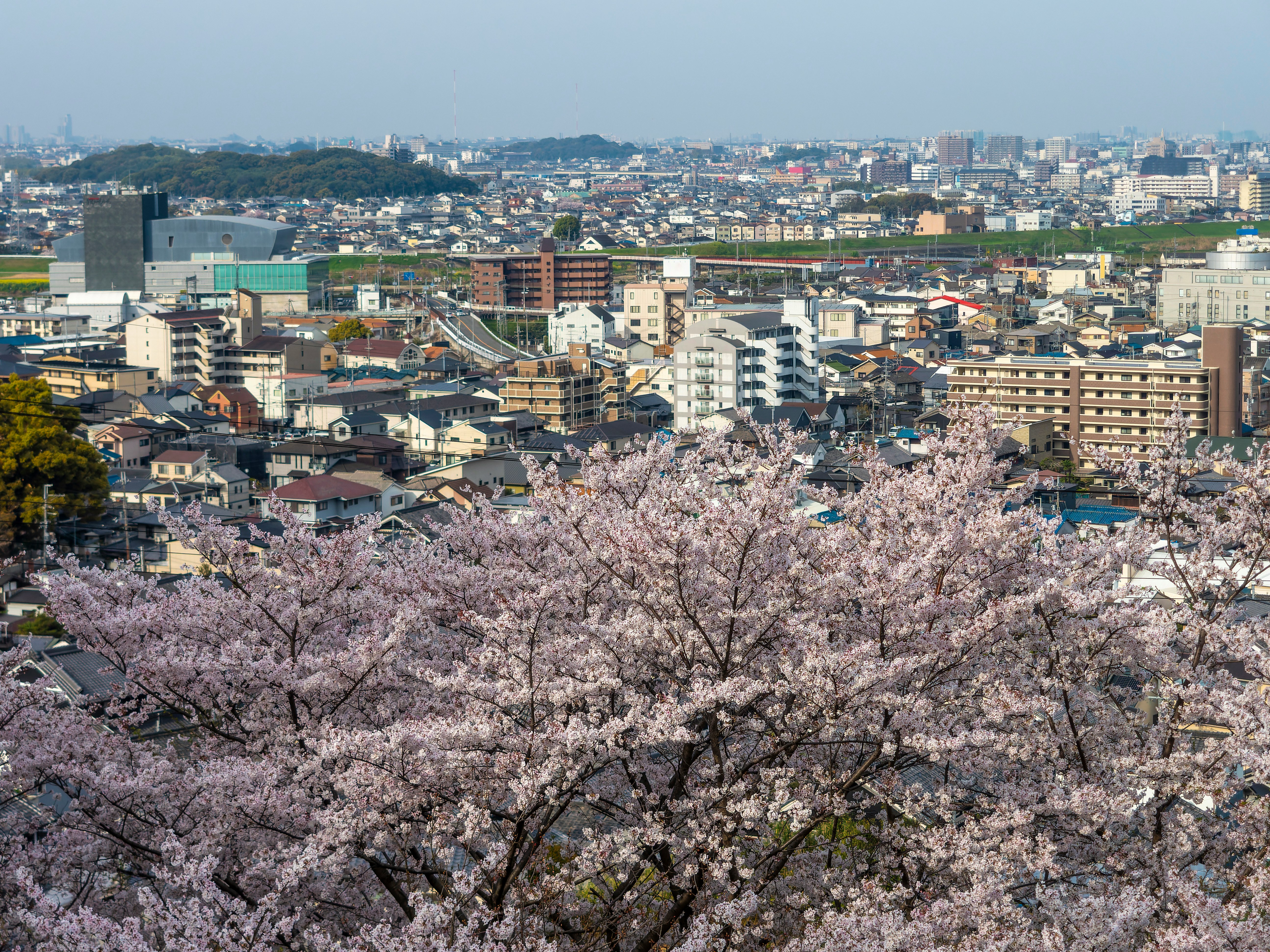 柏原市の街並みを見下ろす桜の花景色