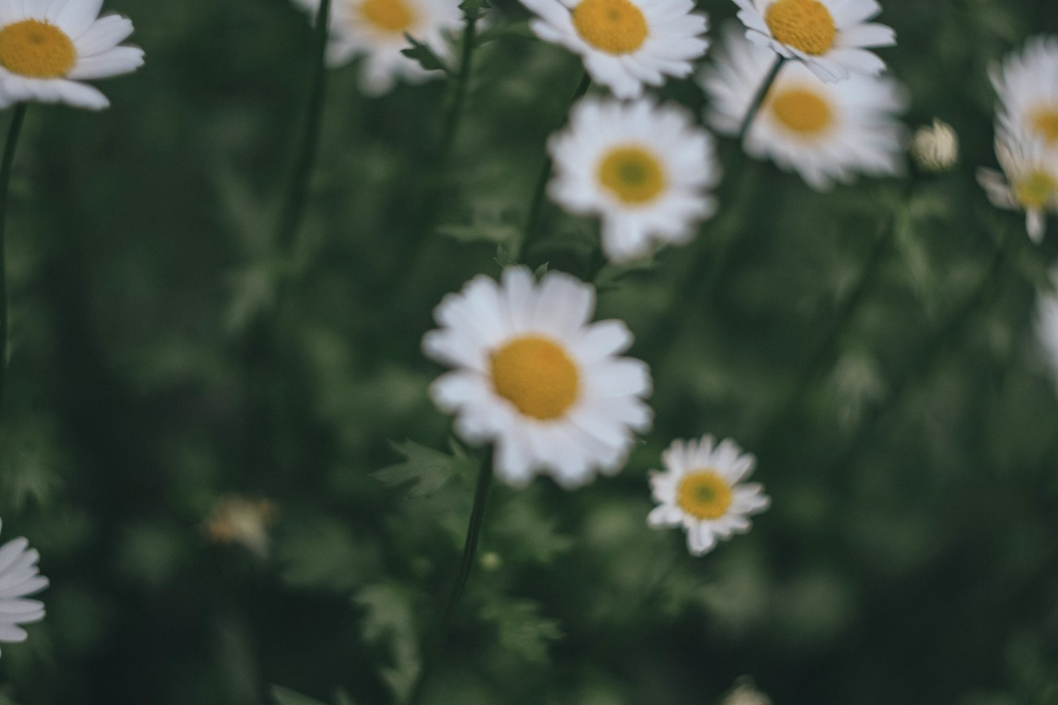 Margherite con petali bianchi e centro giallo che fioriscono su uno sfondo verde