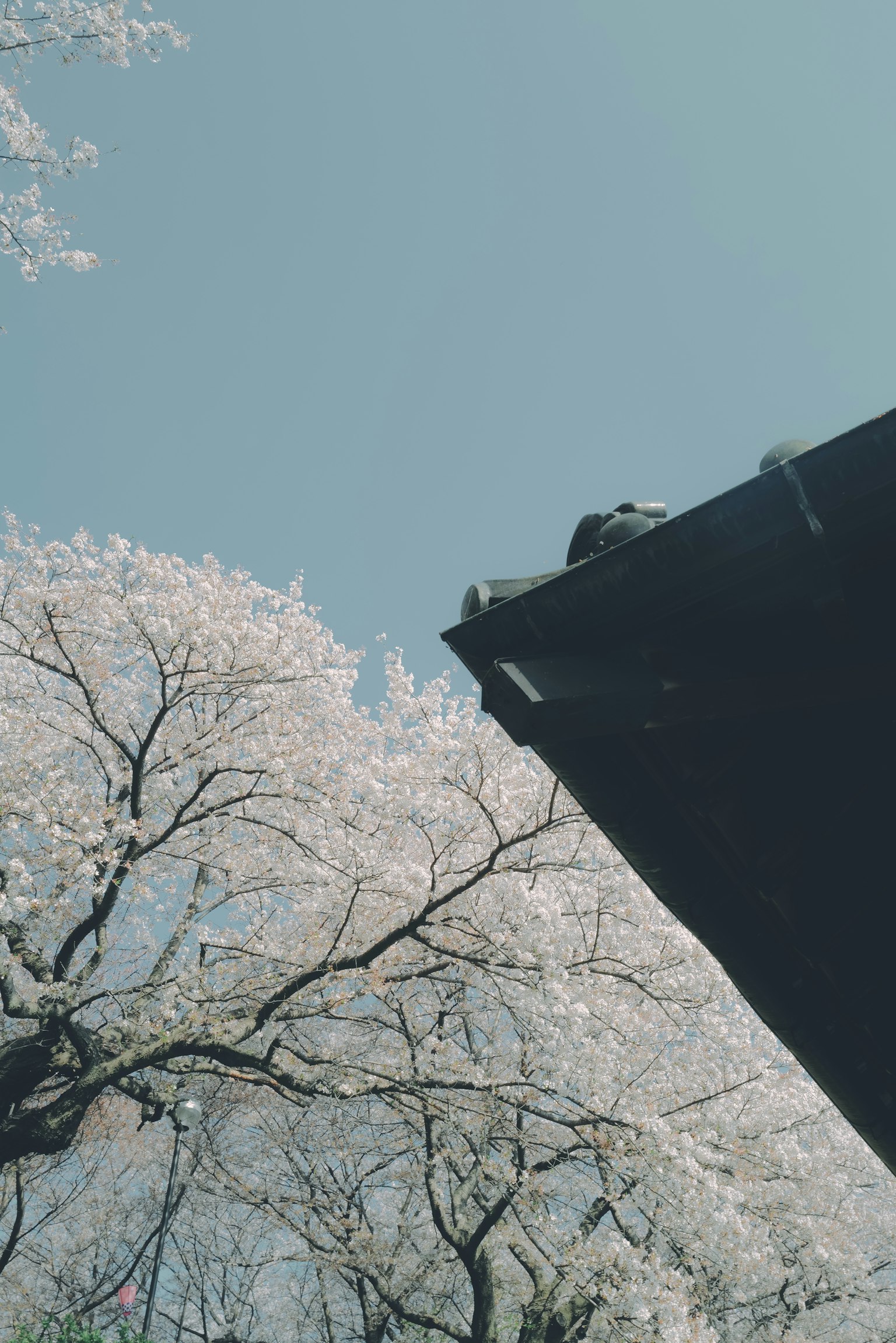Árbol de cerezo bajo un cielo azul con parte de un edificio negro