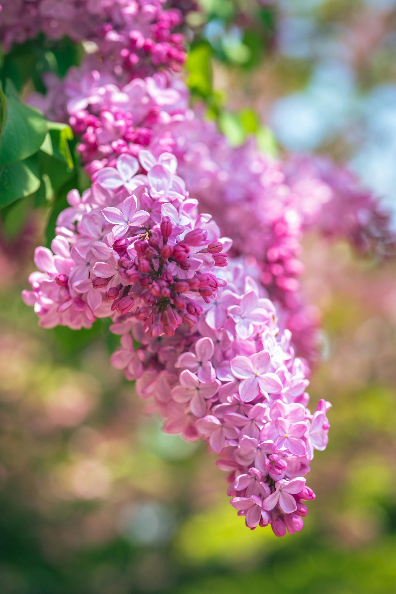 Groupe de fleurs lilas violet clair suspendues sous un ciel bleu