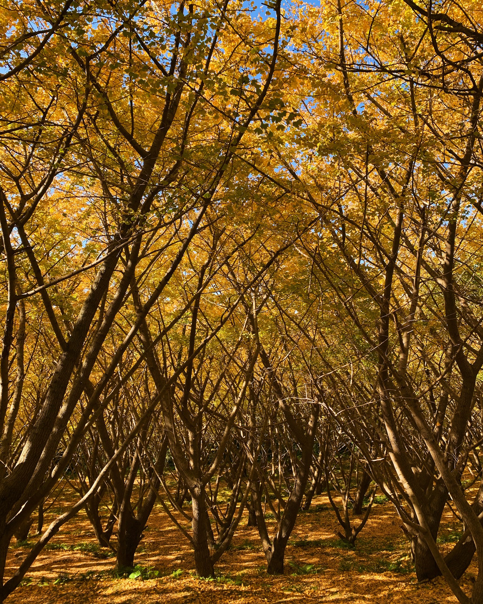 Schöne herbstliche Landschaft mit Bäumen mit lebhaften gelben Blättern