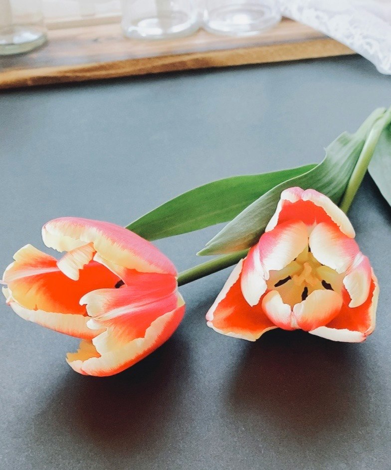 open tulip flowers