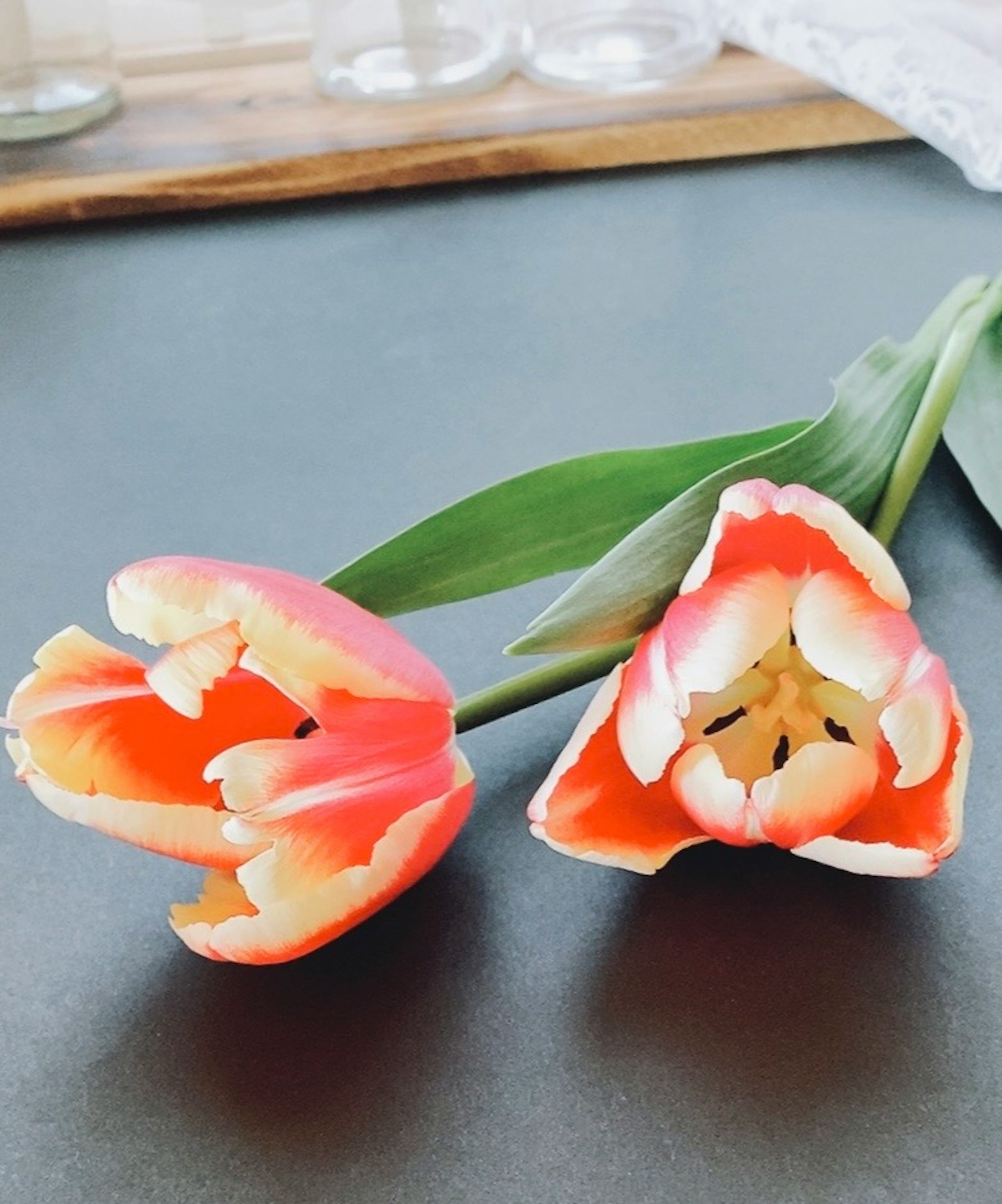 Zwei orange-weiße Tulpen sind nebeneinander angeordnet