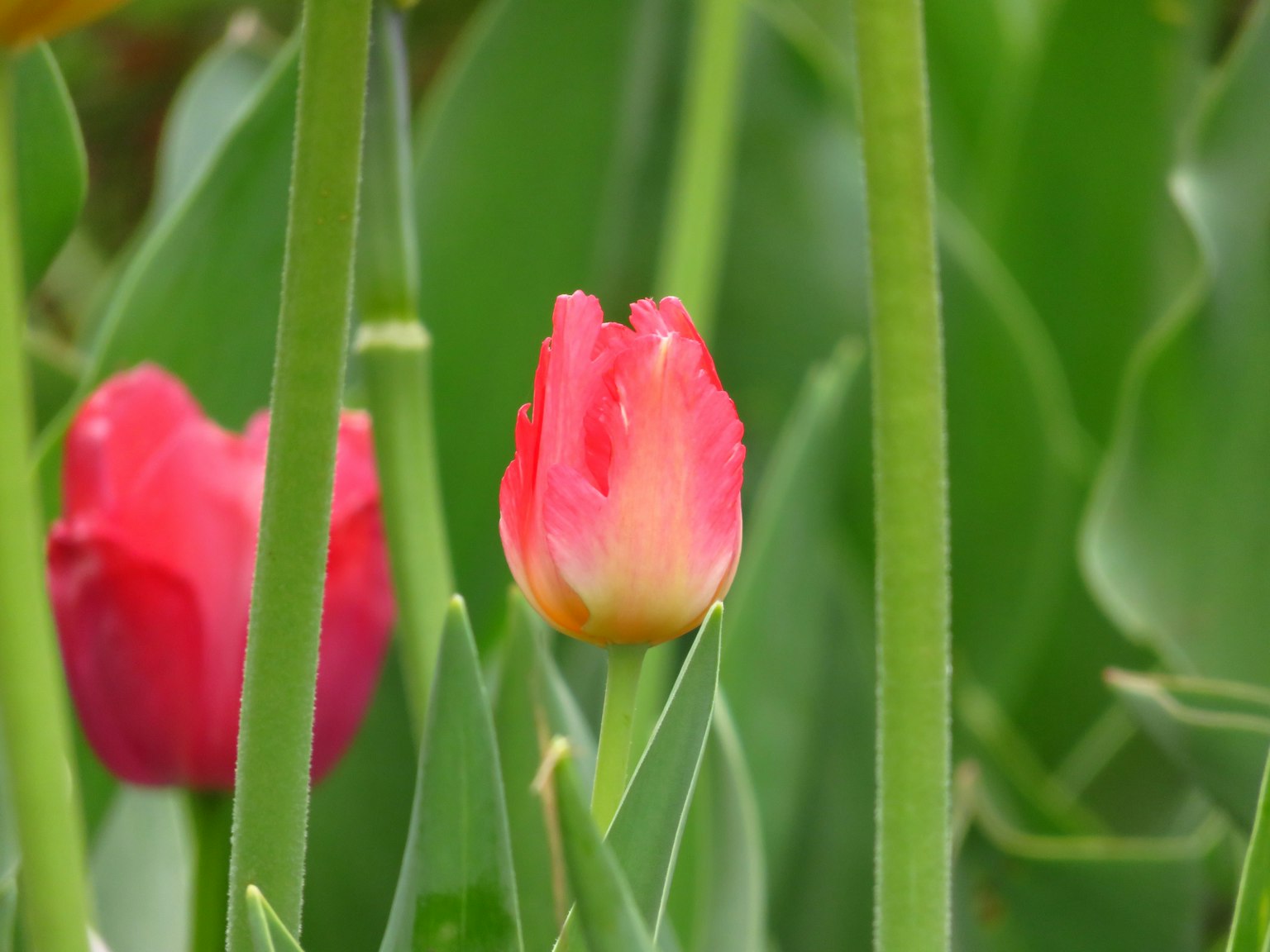 Tulip merah muda dikelilingi daun hijau