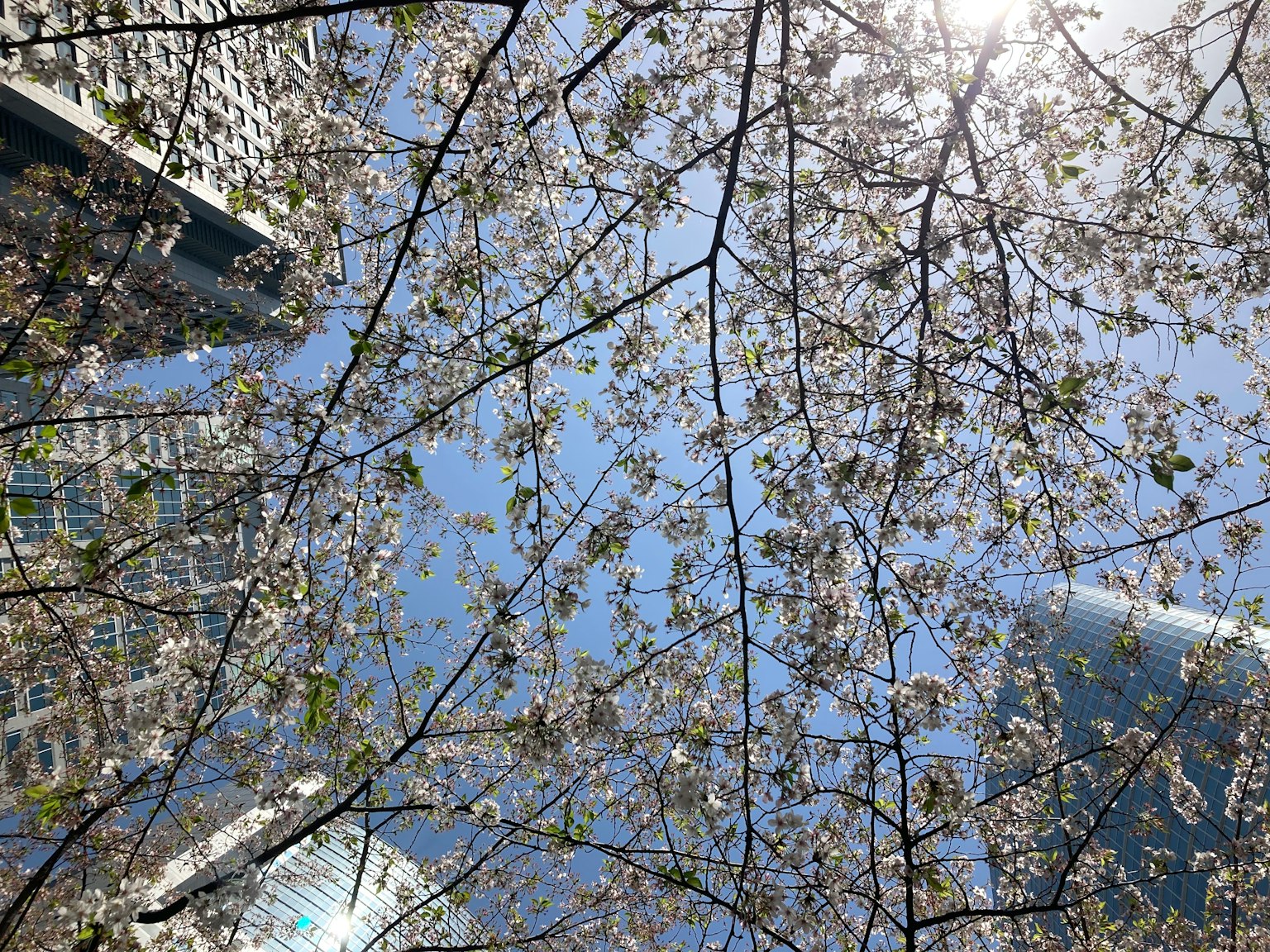 Bunga sakura di bawah langit biru dengan gedung pencakar langit