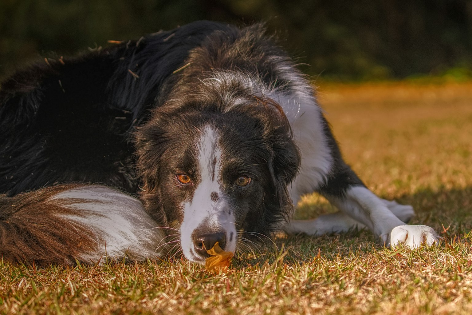 Ein schwarz-weißer Border Collie liegt auf dem Gras und schaut auf ein Blatt
