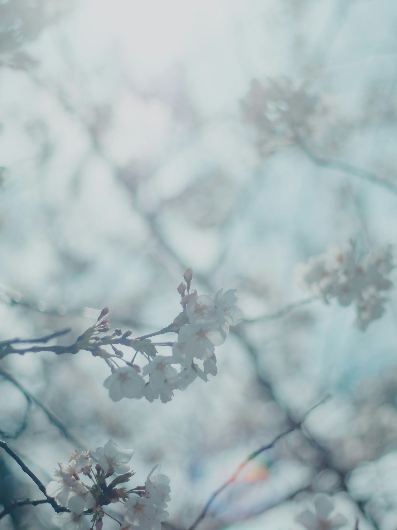 Soft focus image of cherry blossoms and branches under a blue sky