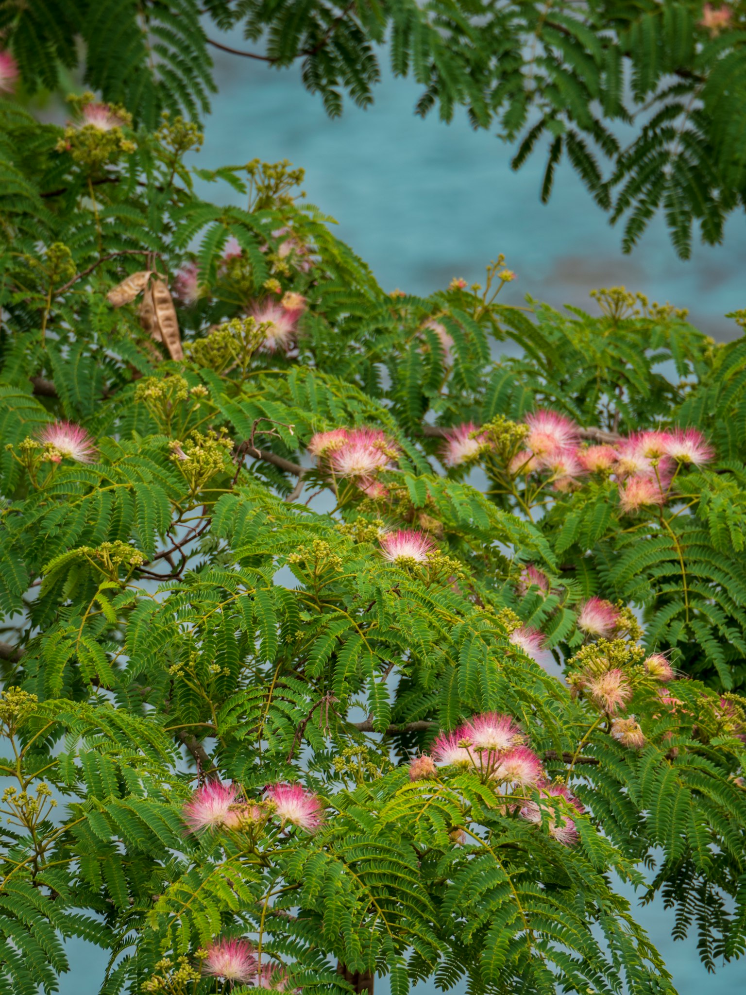 Fiori rosa che sbocciano tra foglie verdi lussureggianti con uno sfondo blu