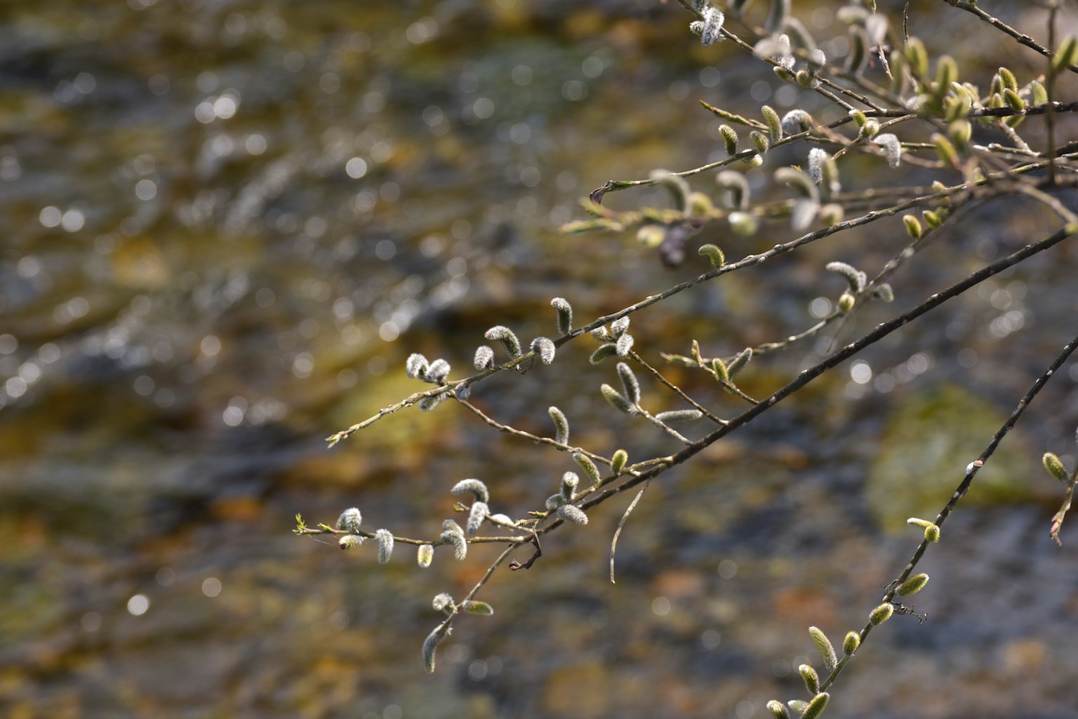 靠近流动水的白花树枝