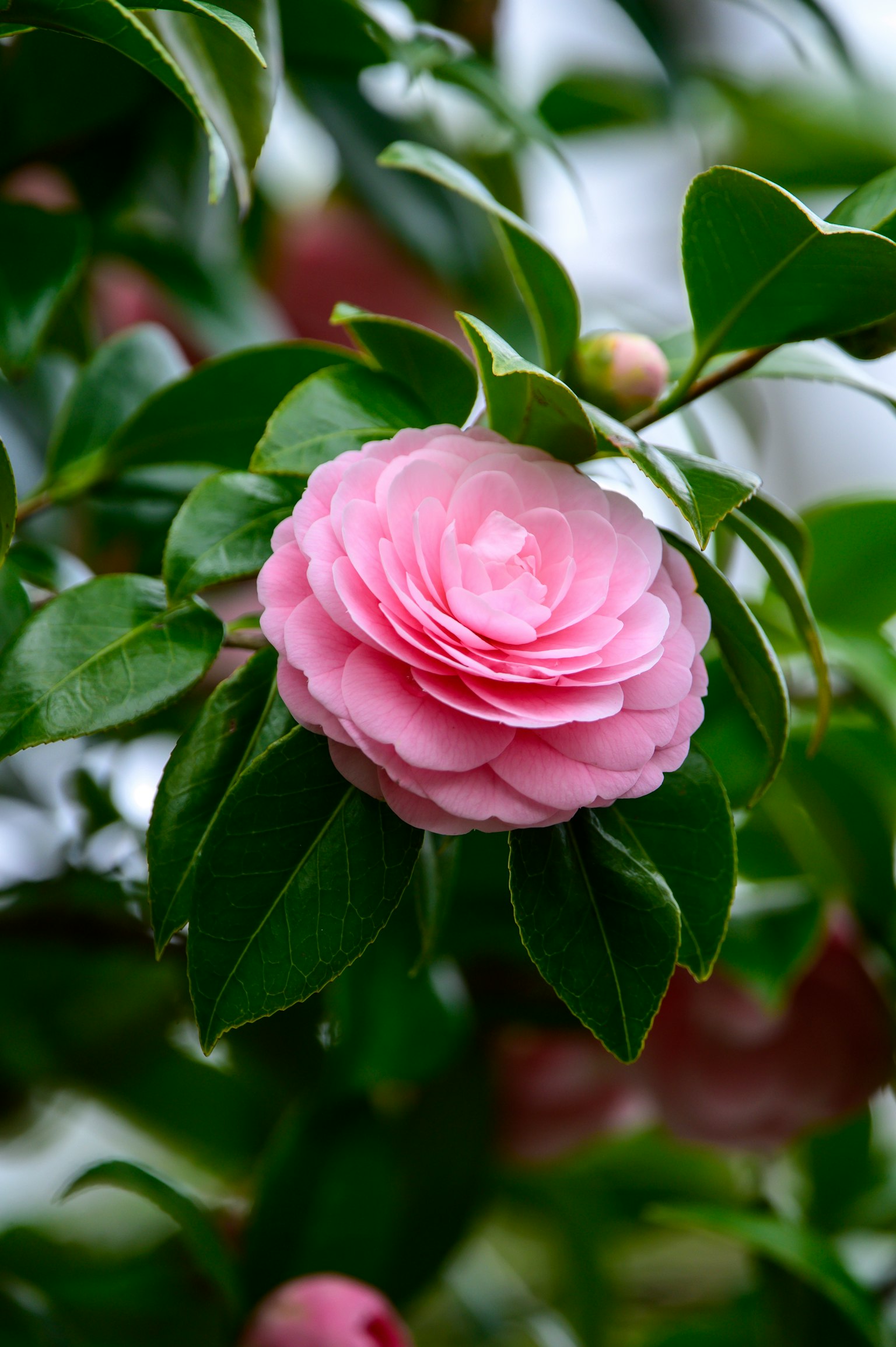 Rosa Kamelienblüte mit grünen Blättern