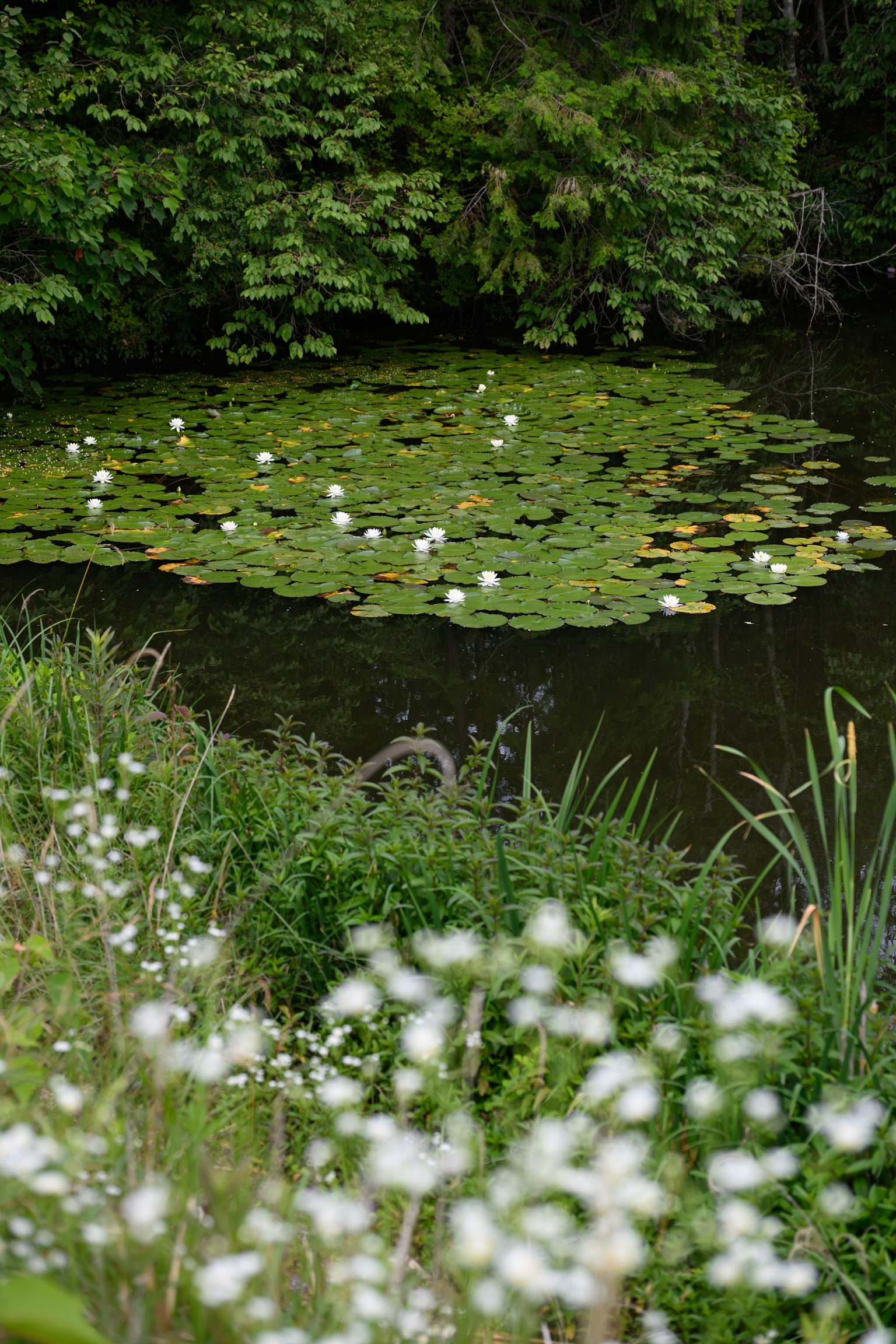 Paysage verdoyant avec des nénuphars sur un étang et des fleurs blanches en fleurs